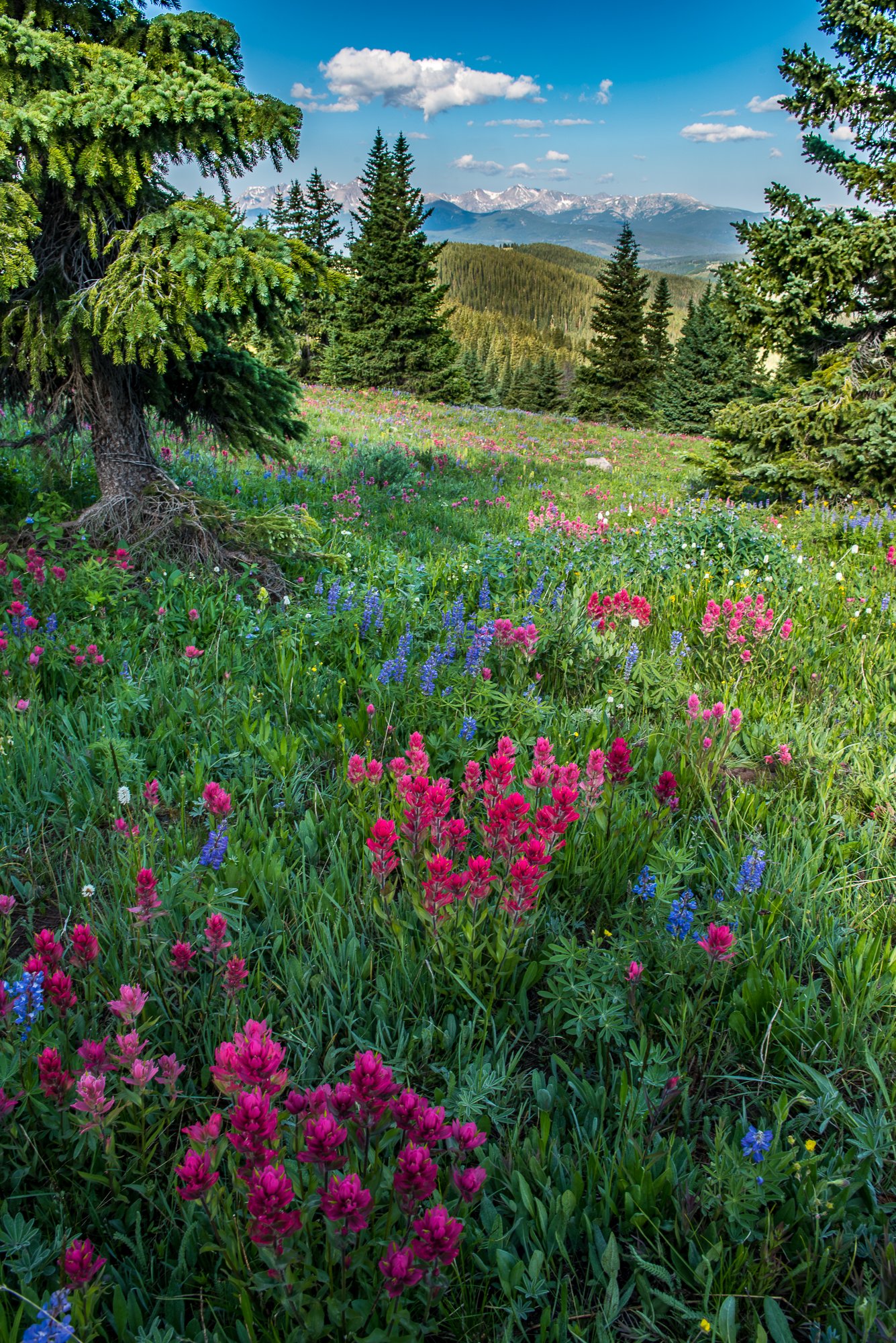 Shrine Ridge July (2).jpg
