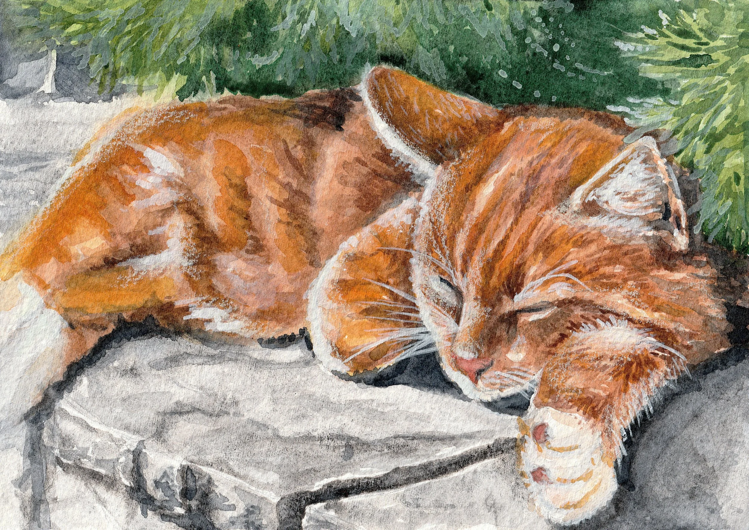 Orange Cat.jpg
