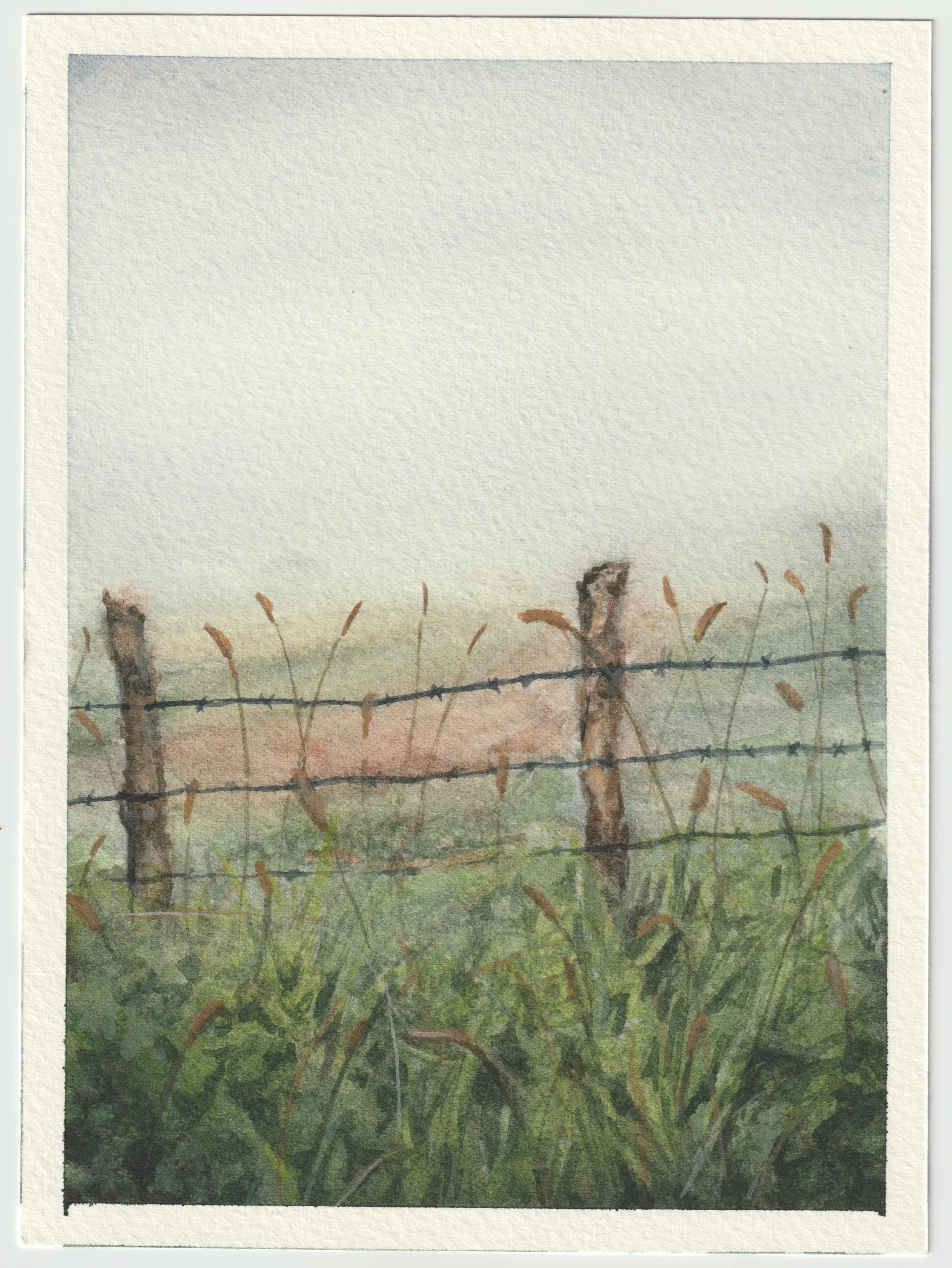 Foggy Pastures.jpeg