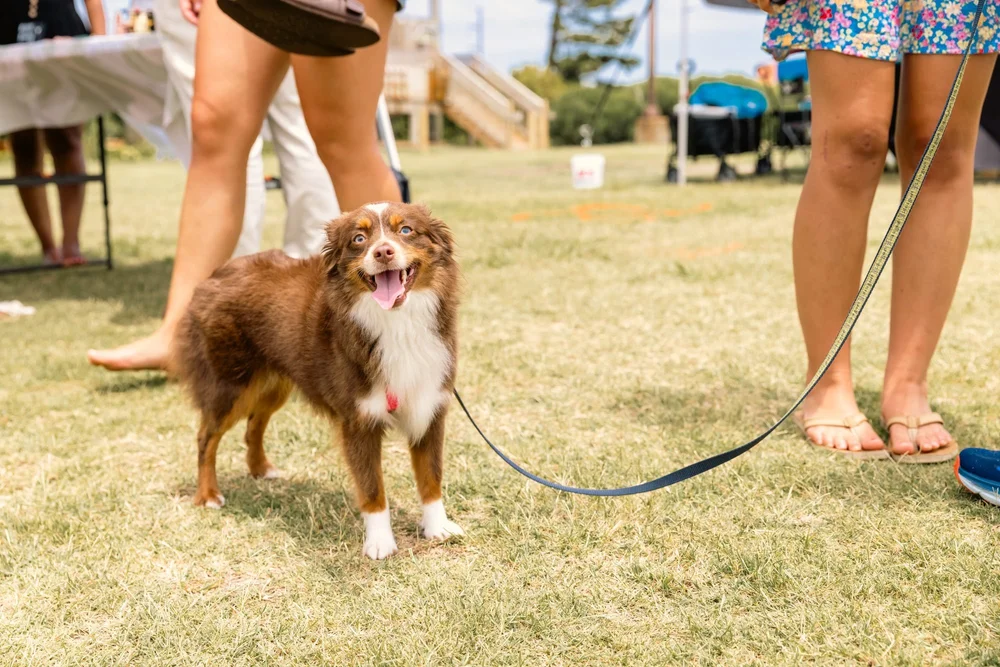 A happy Aussie at the summer market