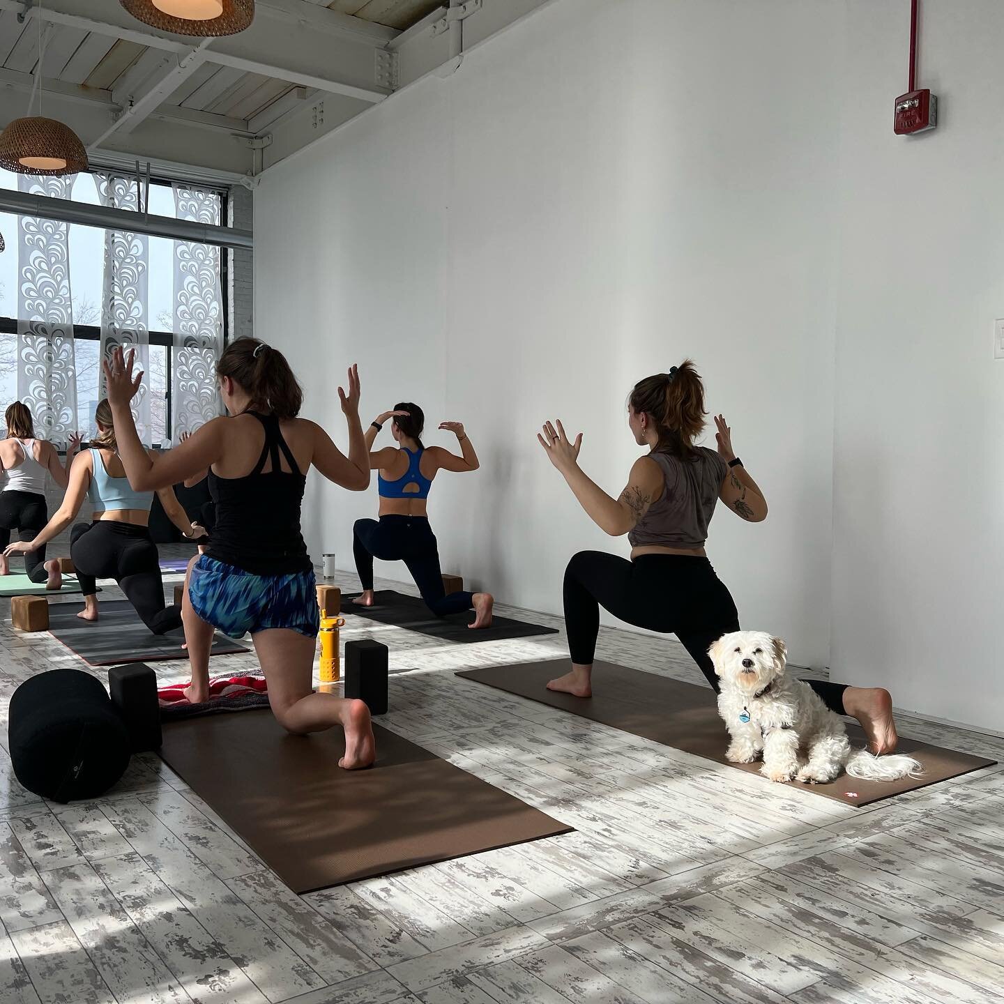 We love to surprise our classes with fur friends 🐶

#radiantyoga #iamradiant #bostonyoga