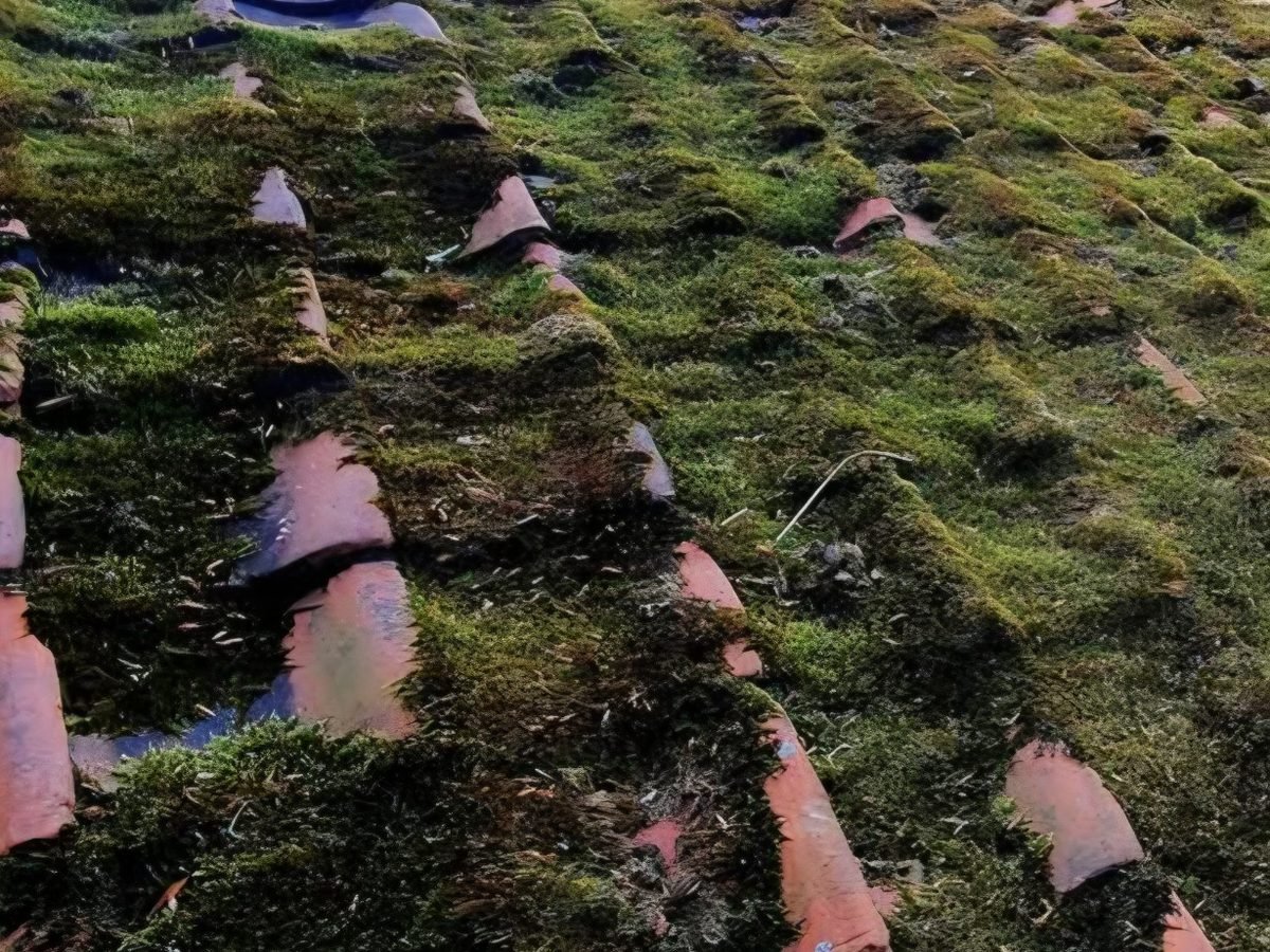 Before-and-after moss removal and treatment on a tiled roof in York