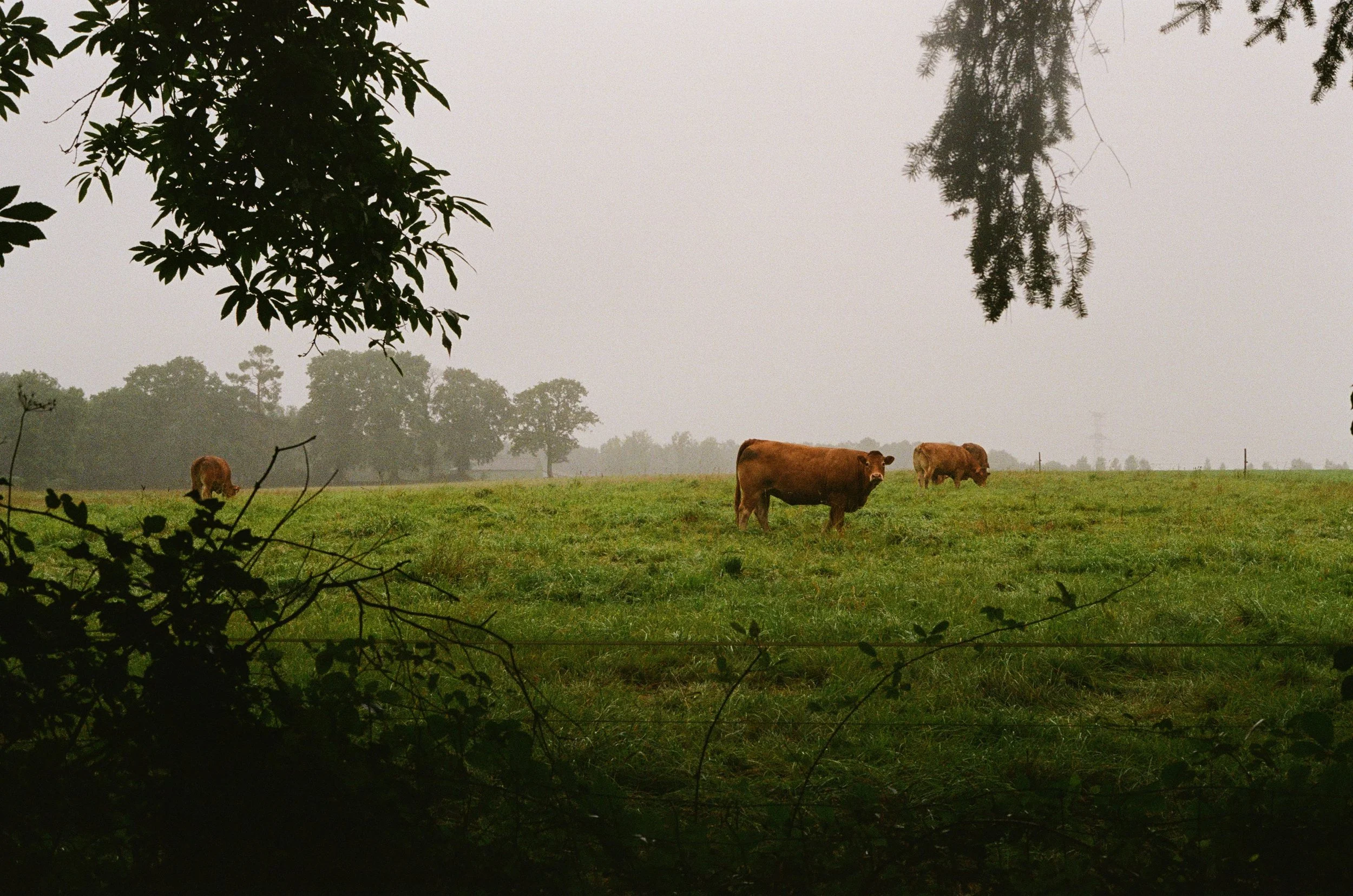 Les vacahes de Carmors, Caroline Le Com, 2024