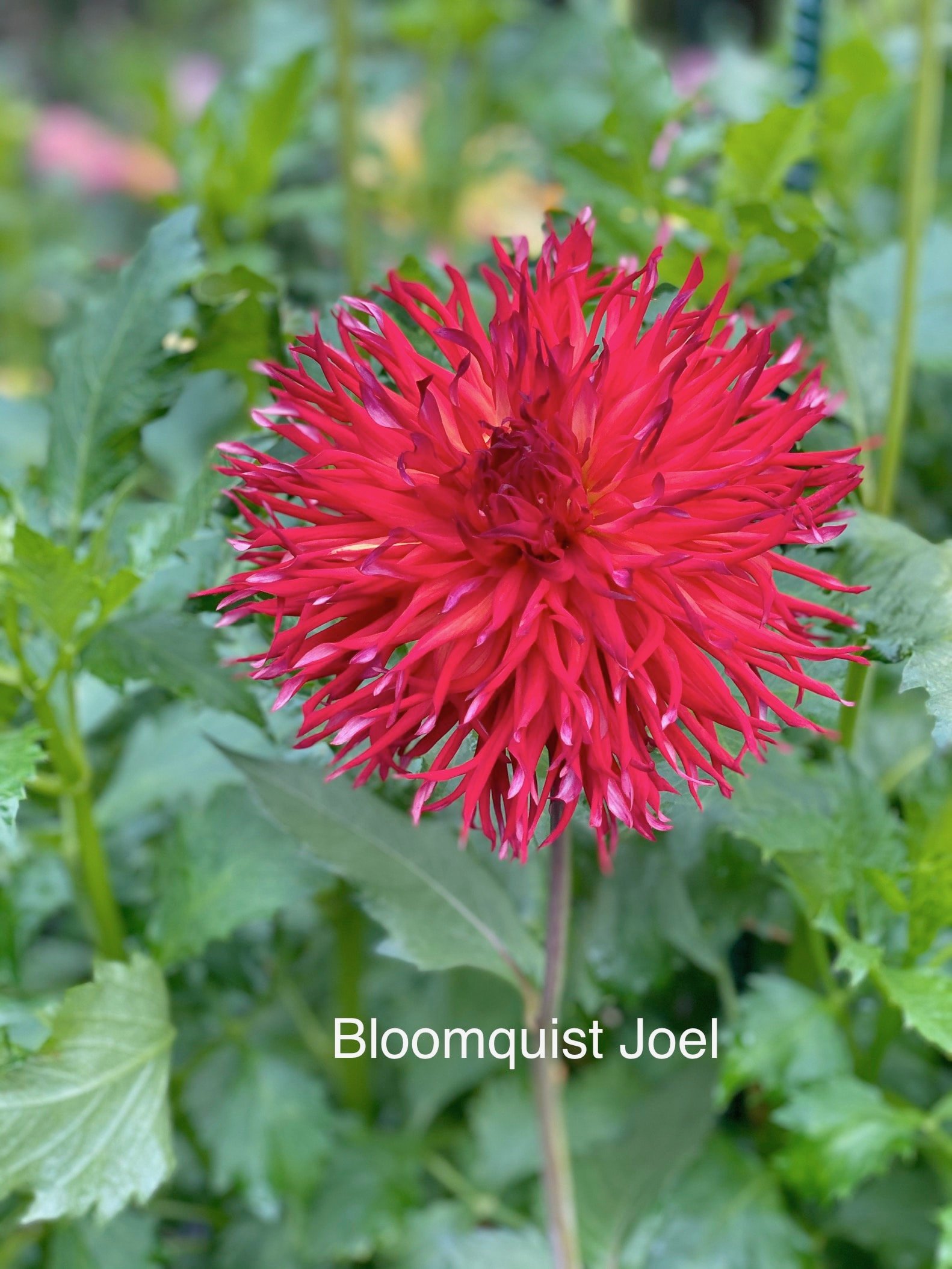 Dahlia - Bloomquist Joel (sold per tuber)