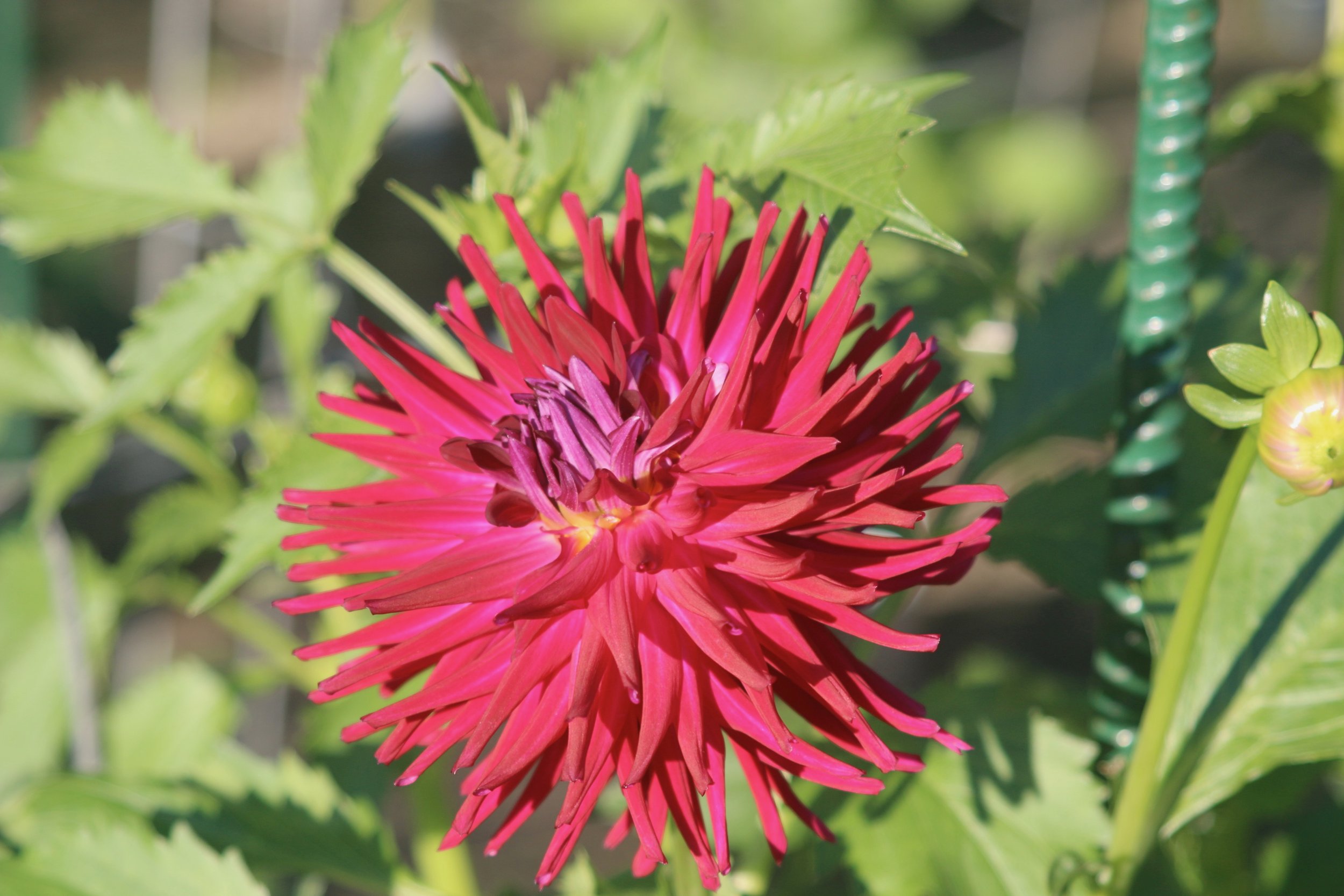Dahlia - AC MP (sold per tuber)