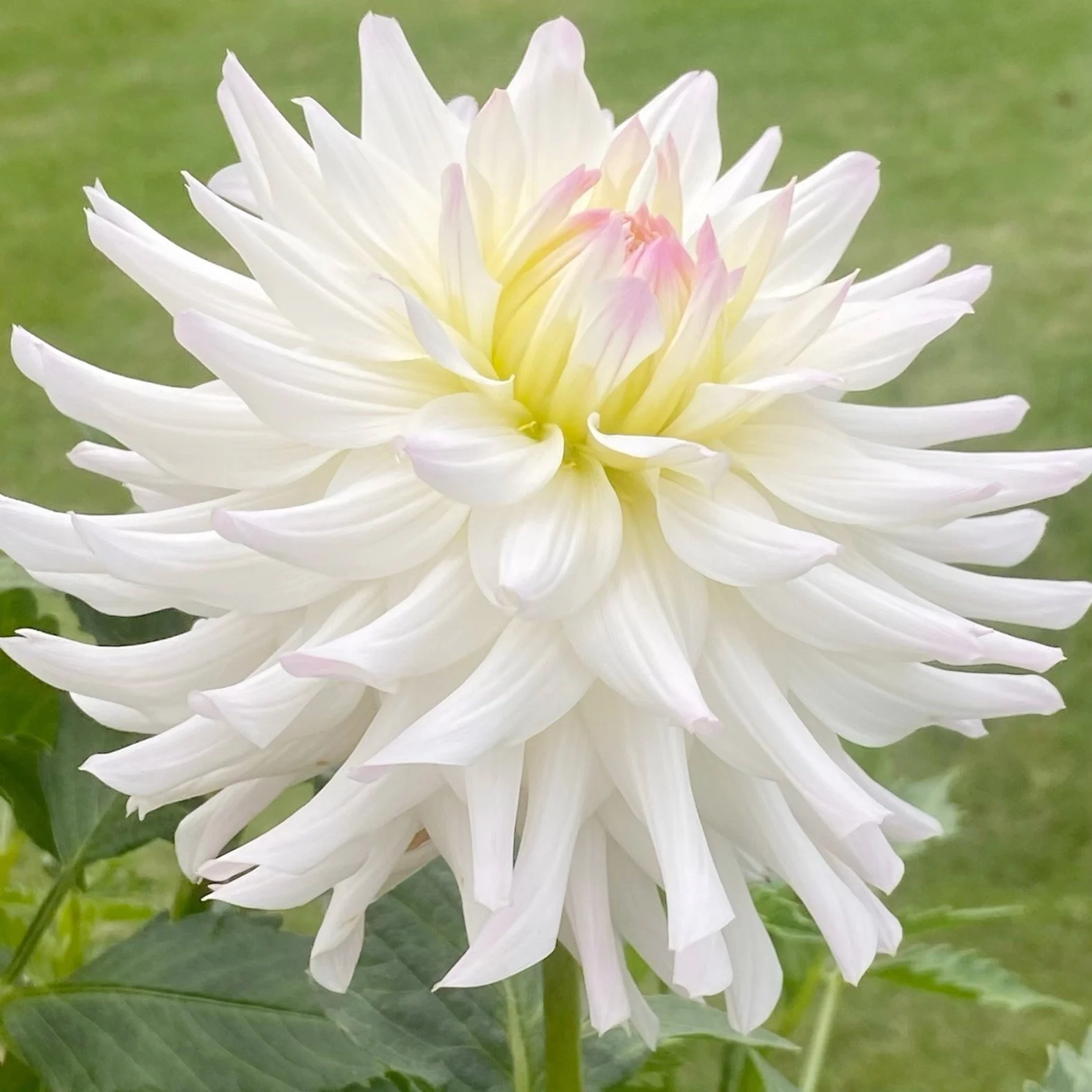Dahlia - Hilltop Moonshine (sold per tuber)