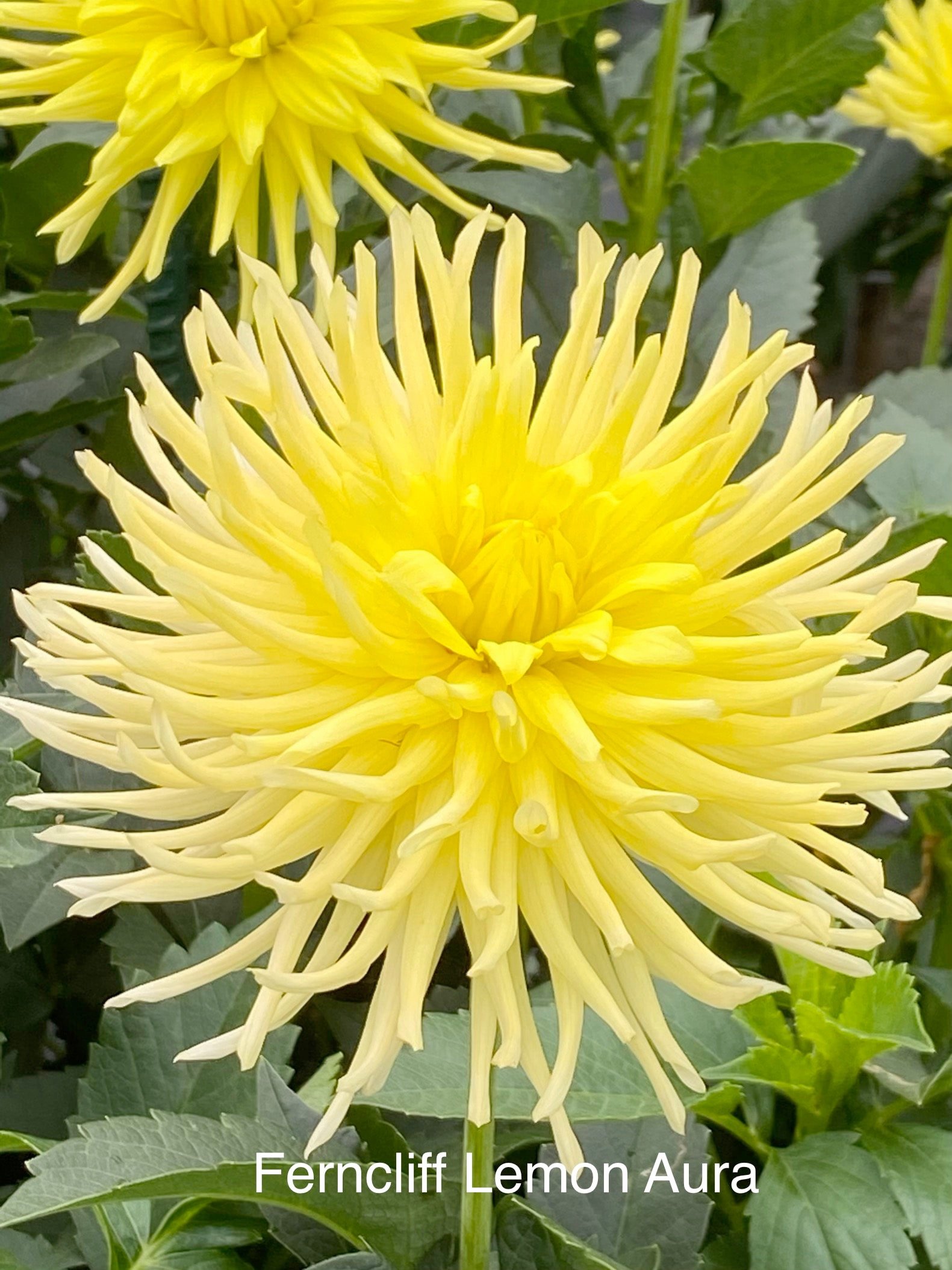 Dahlias - Ferncliff Lemon Aura (sold per tuber)
