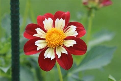 Dahlia - Creekside Michael (sold per tuber)
