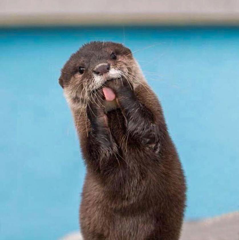 What do you say when you see a famous otter? Ask for their otter-graph!

Today only, come to the taproom from 1:00 p.m. to 4:00 p.m. for an exclusive chance to meet Oscar the Otter and get his otter-graph!

You&rsquo;ll be able to take photos, get to