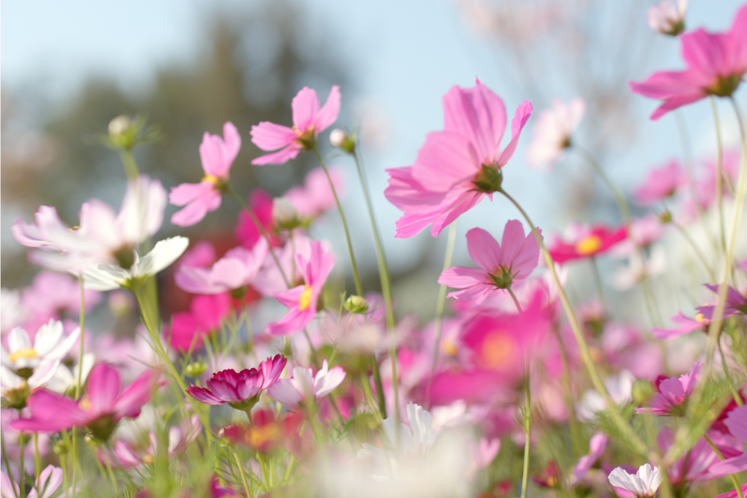 Printemps 2026