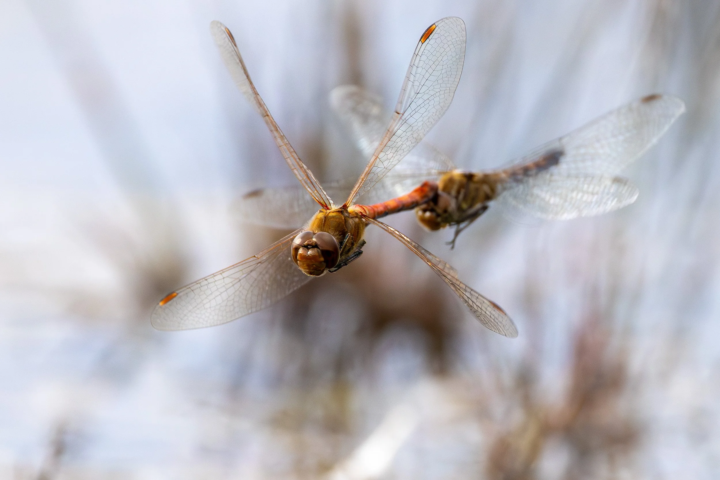 Blutrote Heidelibelle