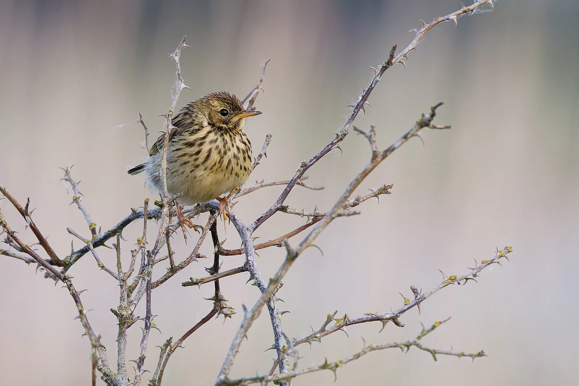 Wiesenpieper, Jungvogel