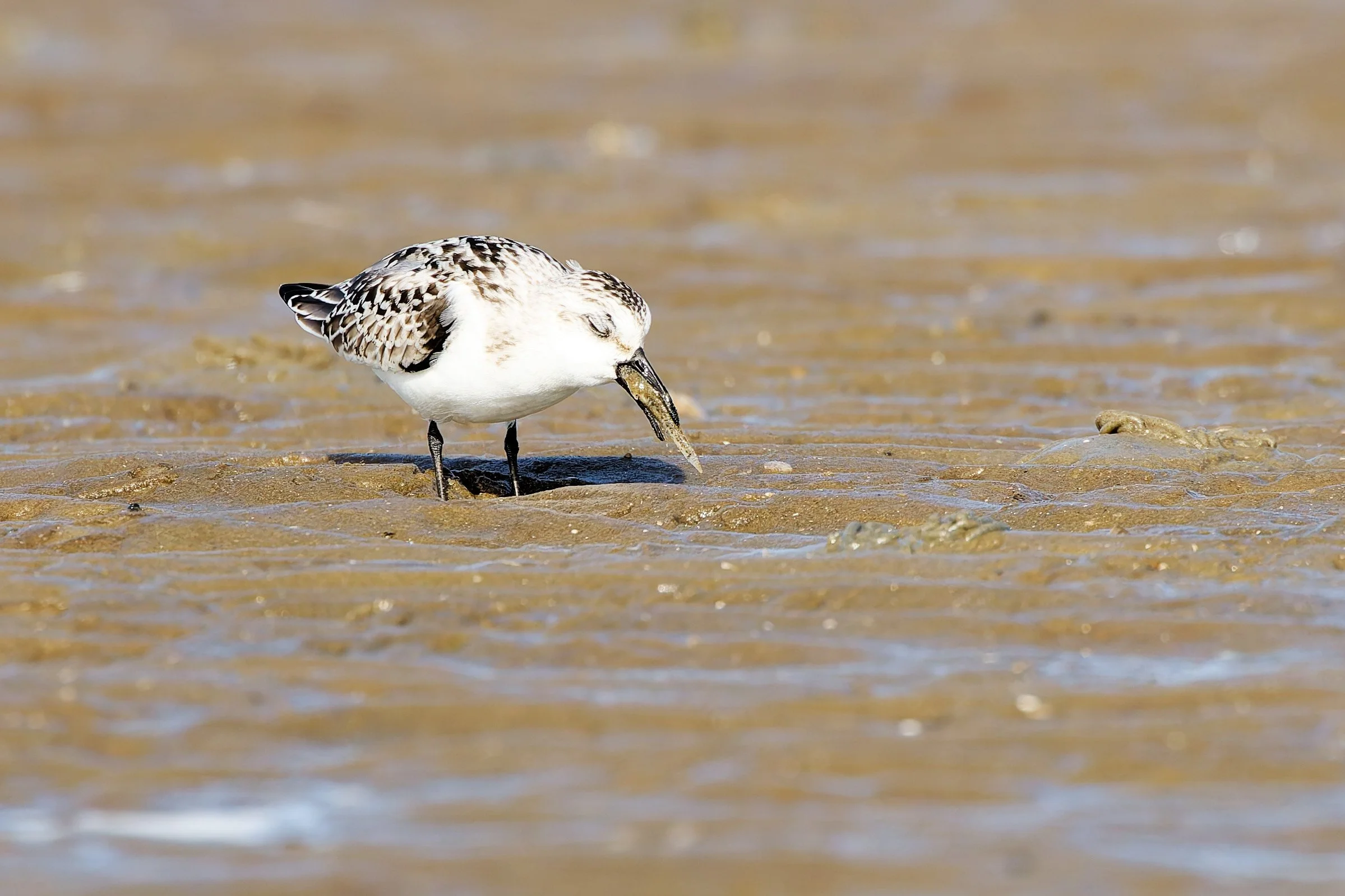 Puuuh, ganz schön groß, 