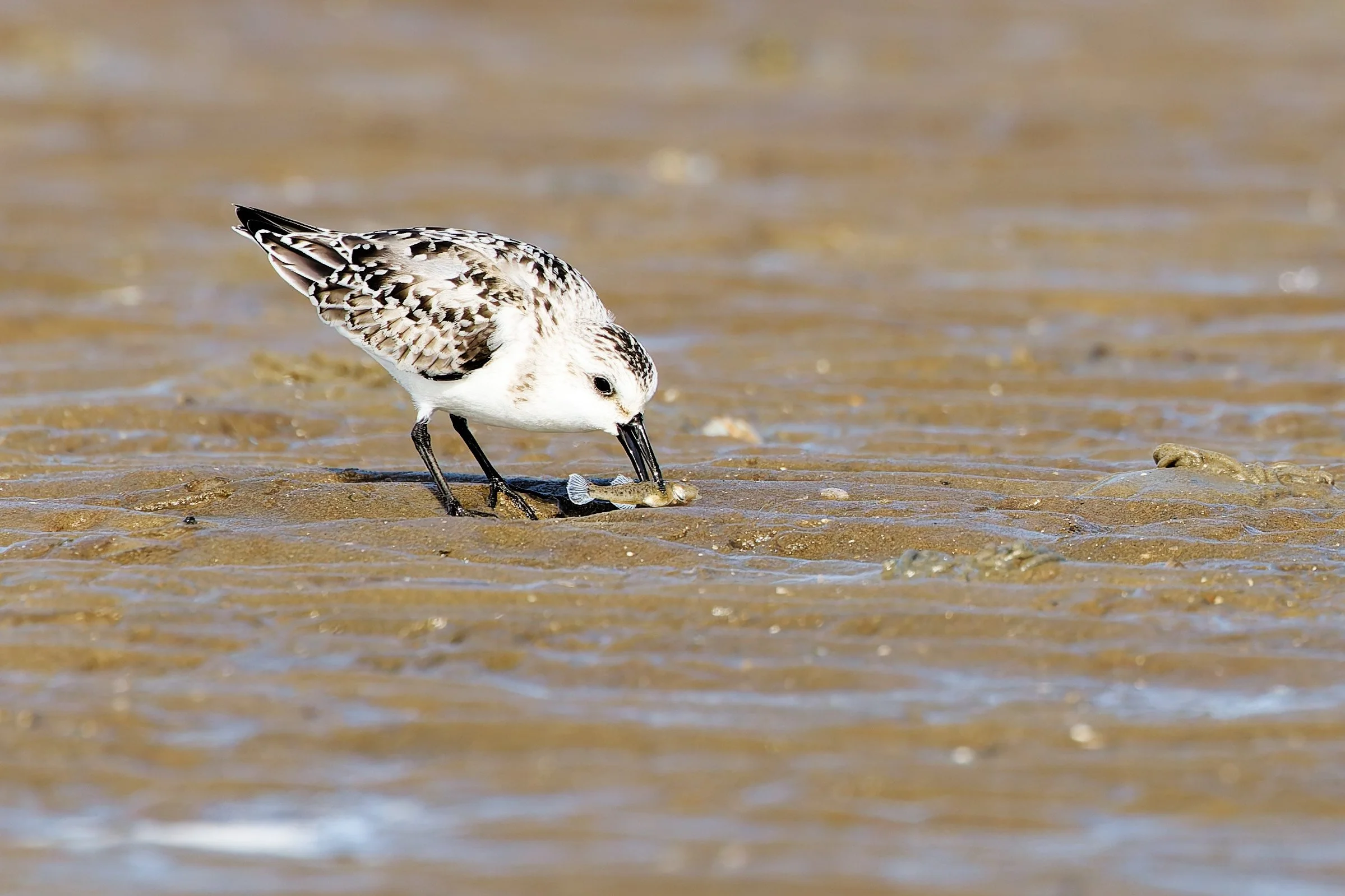 Also noch einmal von vorne ... 