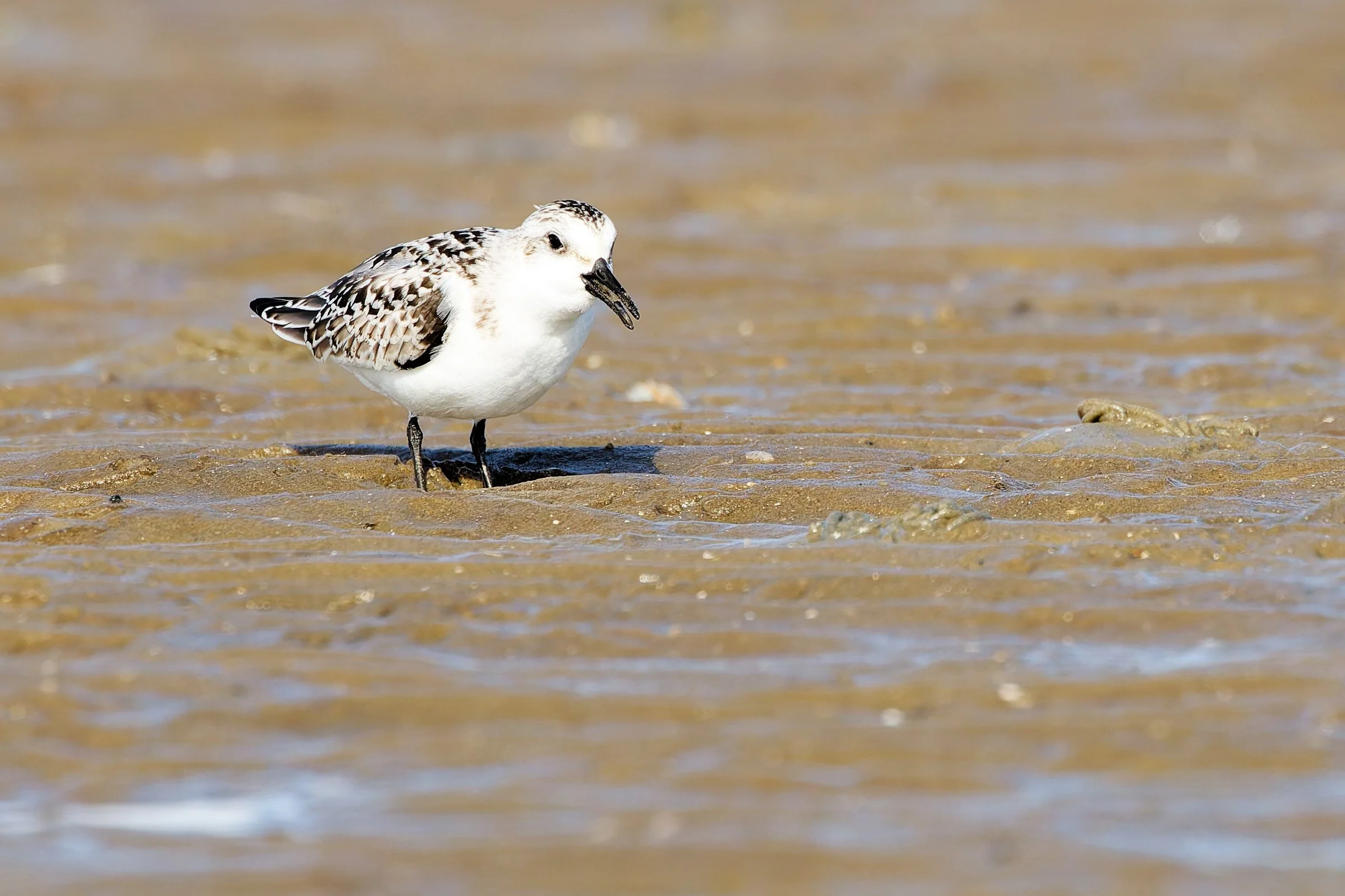 aber jetzt ist es geschafft, er steckt nur etwas noch im Hals fest.
