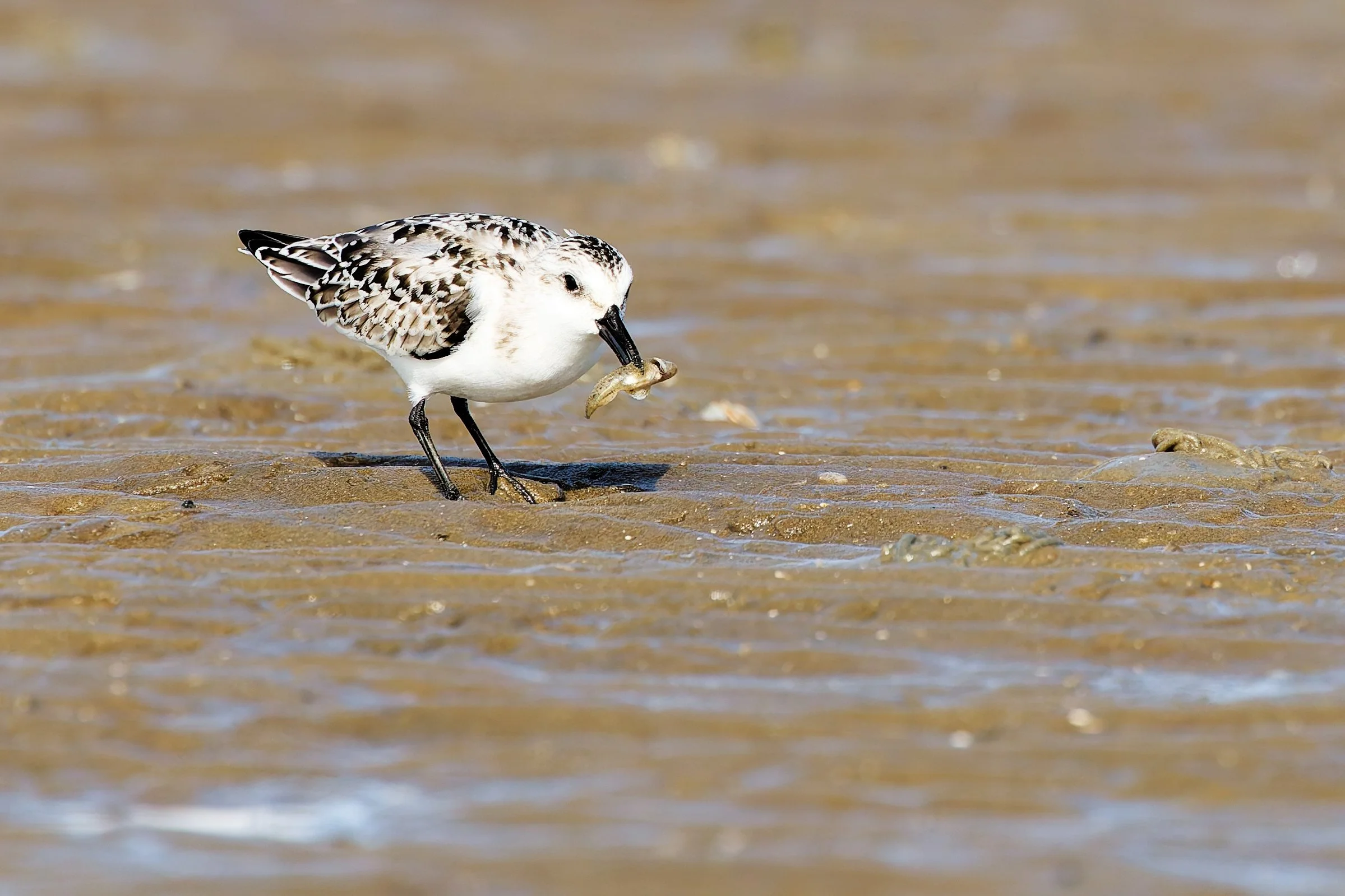 Aber quer geht der nicht runter ...  und der zappelt auch noch!