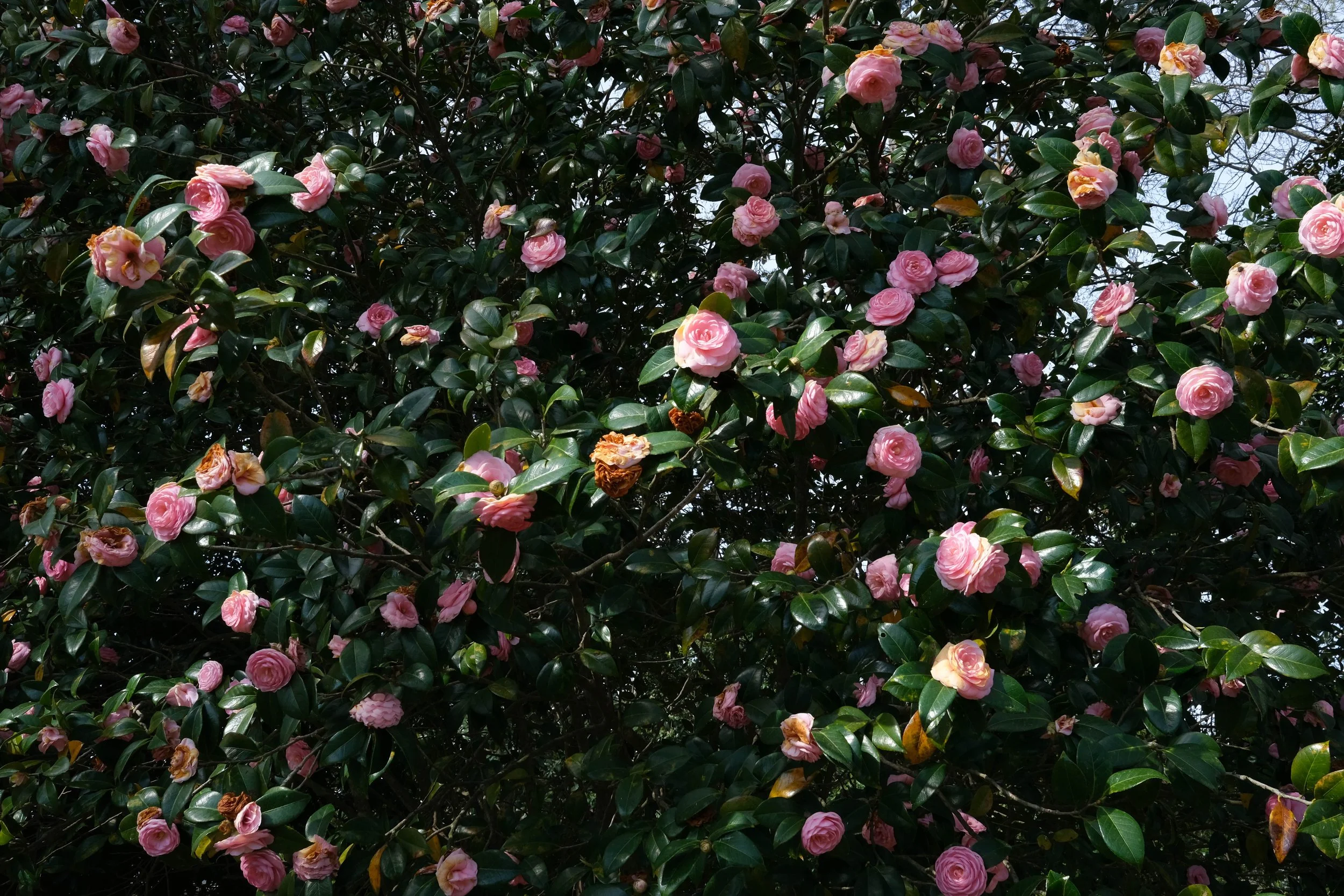 Dozens of light pink fully blooming Camellia flowers around waxy dark green leaves in the Town Cemetery. Faison, North Carolina.