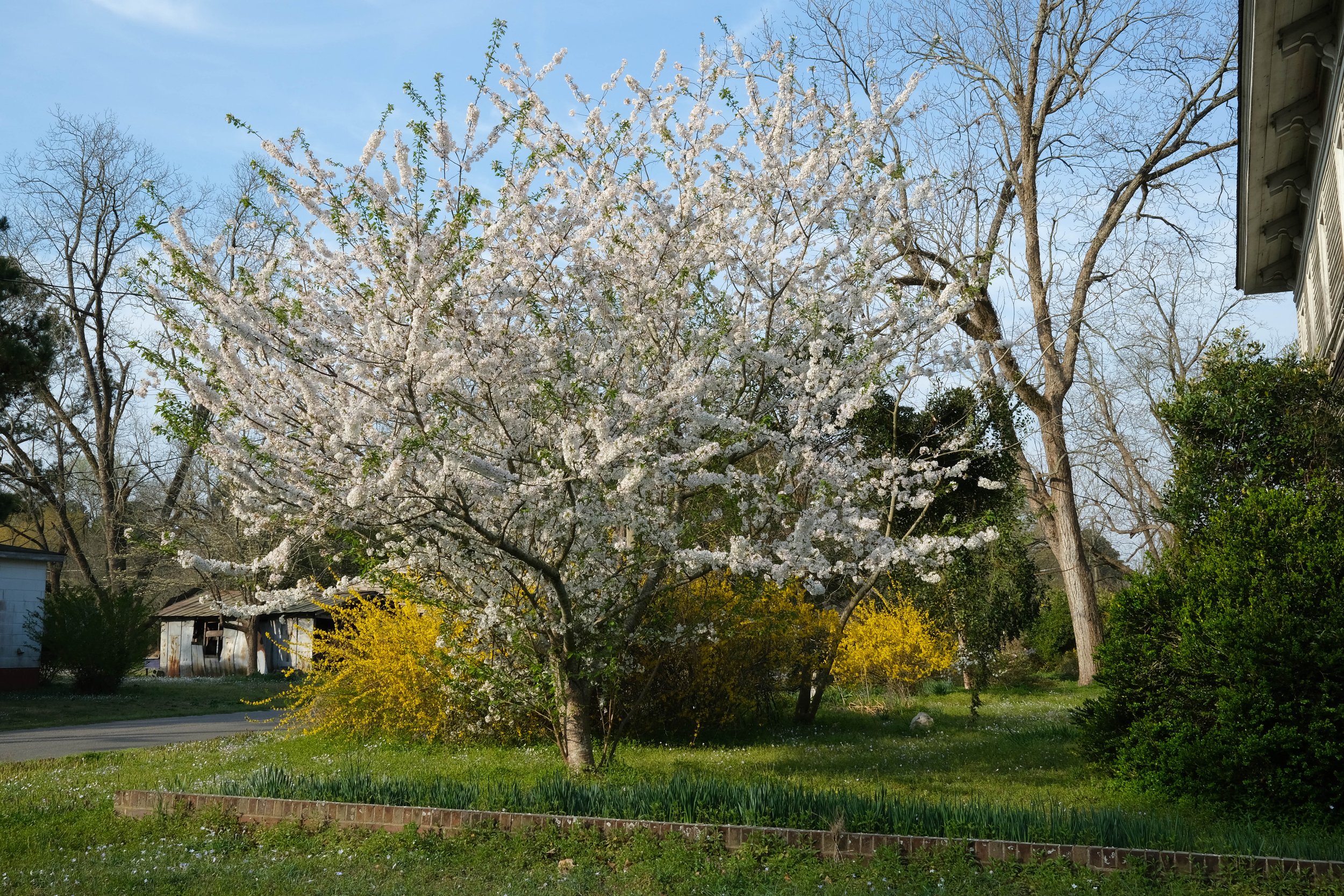 Apple tree blooming with thousands of white blooms in front of yellow forsythia bushes in the grass yard of the Magnolia Academy building, Magnolia, North Carolina.