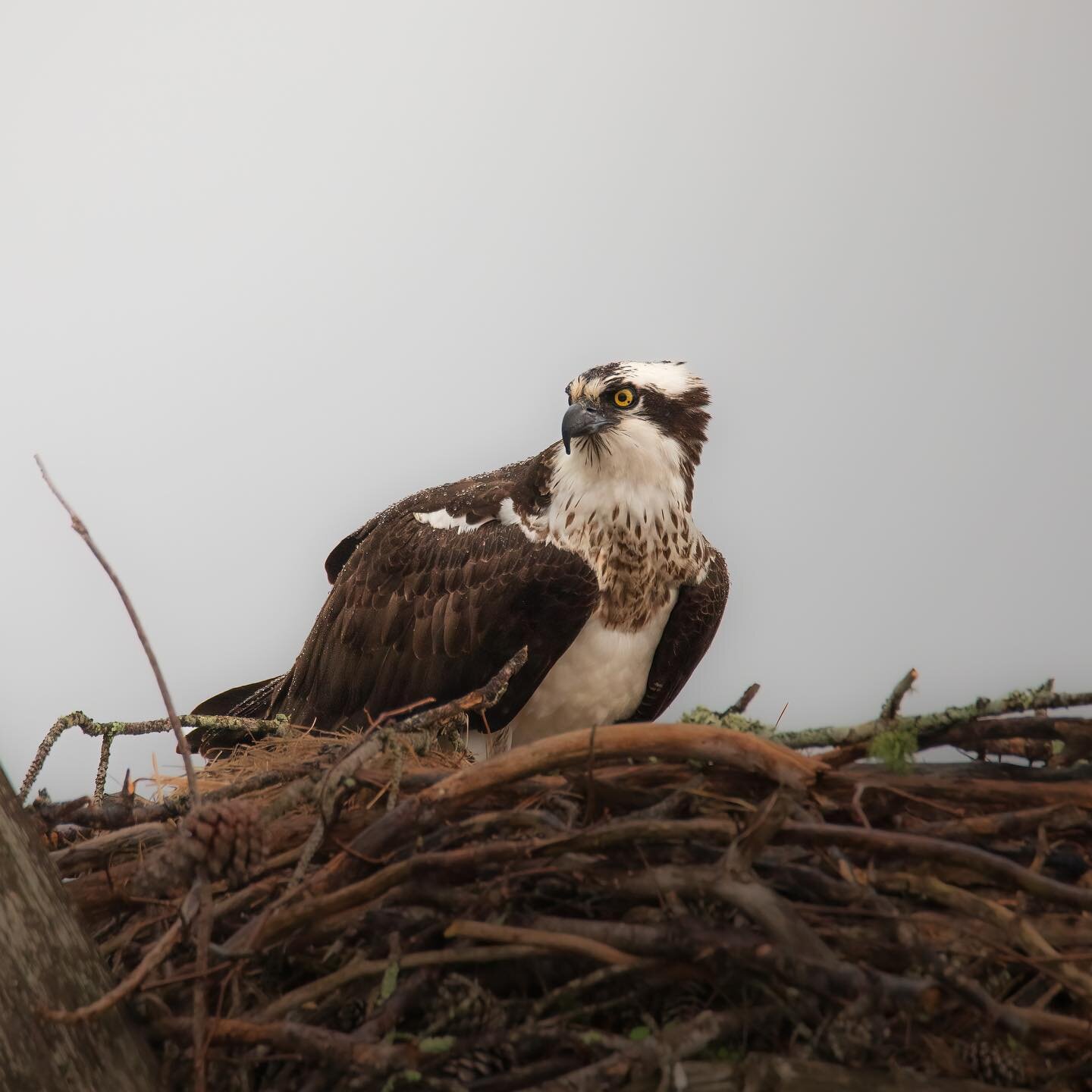 There&rsquo;s something beautiful about a raptor nesting. 

A softness comes over them as they call to their partners to bring nesting materials and food. A nest the monogamous pair have returned to year after year, built together be it for survival 