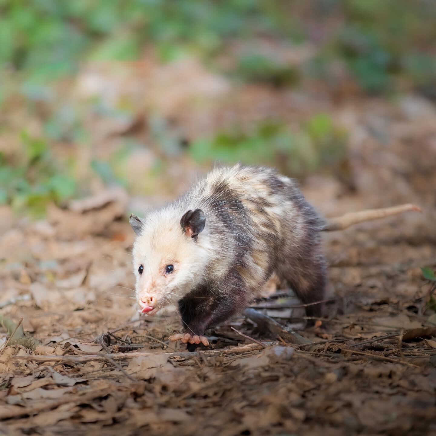 This opossum encounter was magic 
Out on a walk for my mental health I heard rustling in the brush and to my surprise this sweet boy came shuffling out. 
Opossums are incredible creatures and very misunderstood. 
Here are some fun facts about one of 
