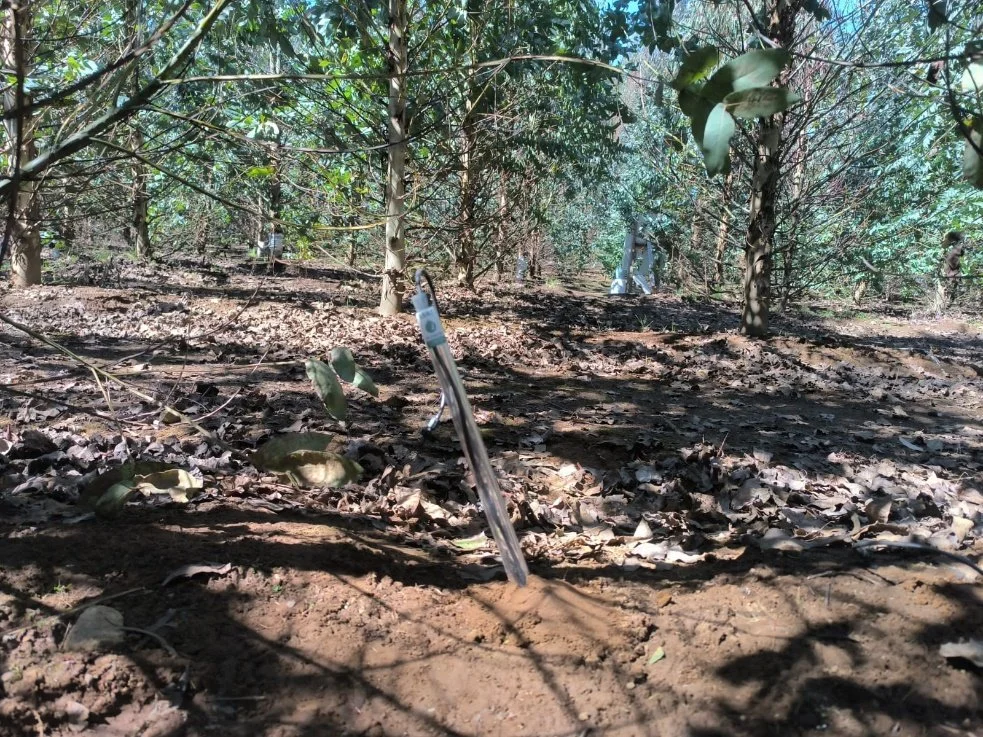 Installation of lysimeters for soil-water collection at different depths in the EuCarbHydro Eucalyptus × initial planting density experiment at Rucamanqui.