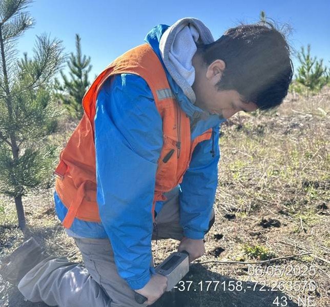Taking soil penetration resistance measurements using a penetrometer in a Pinus radiata plantation in the “soil preparation x fertilization x weed control” trial on sandy soil (La Reforma site).
