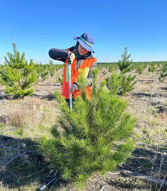Measuring tree heights and crown diameters in a Pinus radiata plantation in the “soil preparation x fertilization x weed control” trial on sandy soil (La Reforma site).