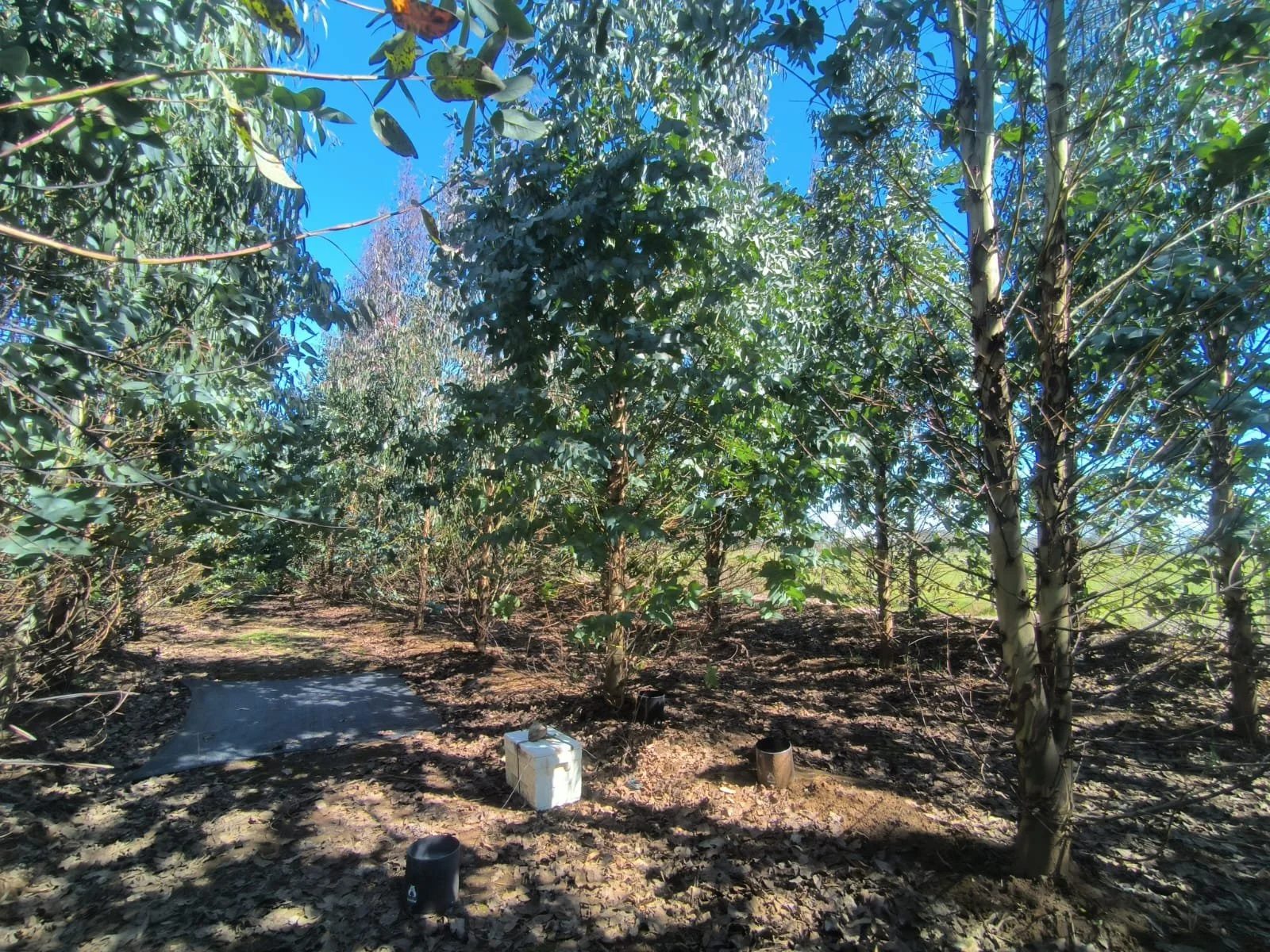 Rain gauges installed at different positions within experimental plots to quantify rainfall interception by Eucalyptus canopies at the Rucamanqui EuCarbHydro site.