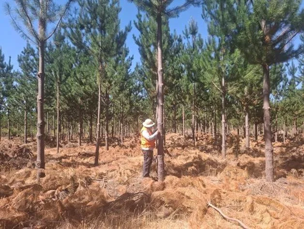 Measuring tree growth in a Pinus radiata plantation for the genotype x environment x silviculture trial on metamorphic soils at the Curimaqui site (age 8).