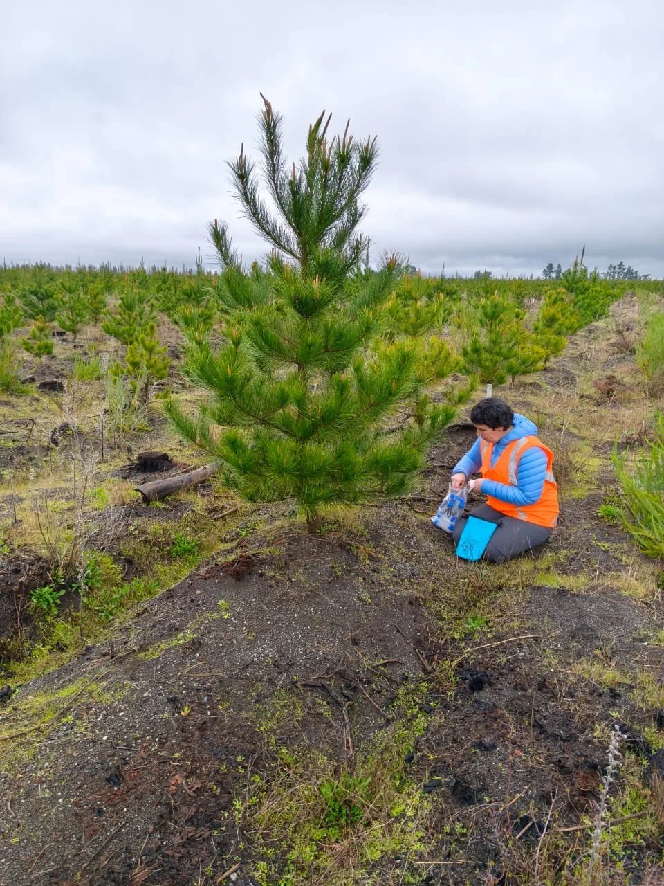 Dr. Carolina Merino collecting soil samples at the La Reforma RW7 trial on sandy soil
