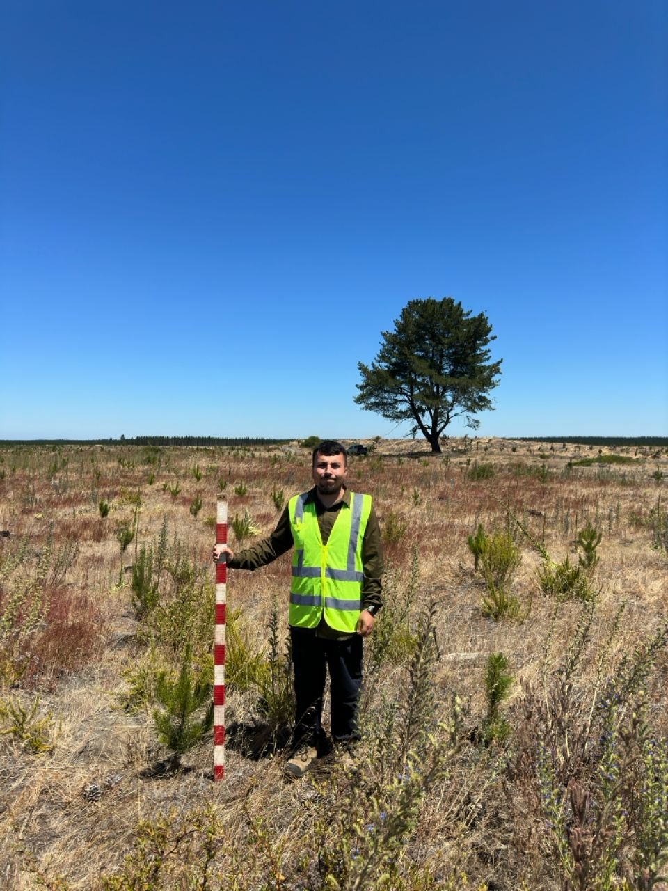 Growth measurement in a Pinus radiata plantation at the LARW7 trial in the Control treatment in sandy soils (Age=2).