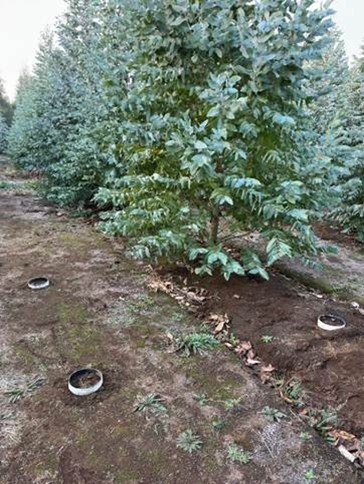 Installation of four PVC rings per plot to measure soil respiration monthly in the “EucarbHydro Eucalyptus x initial planting” study at the Rucamanqui site in Chile.