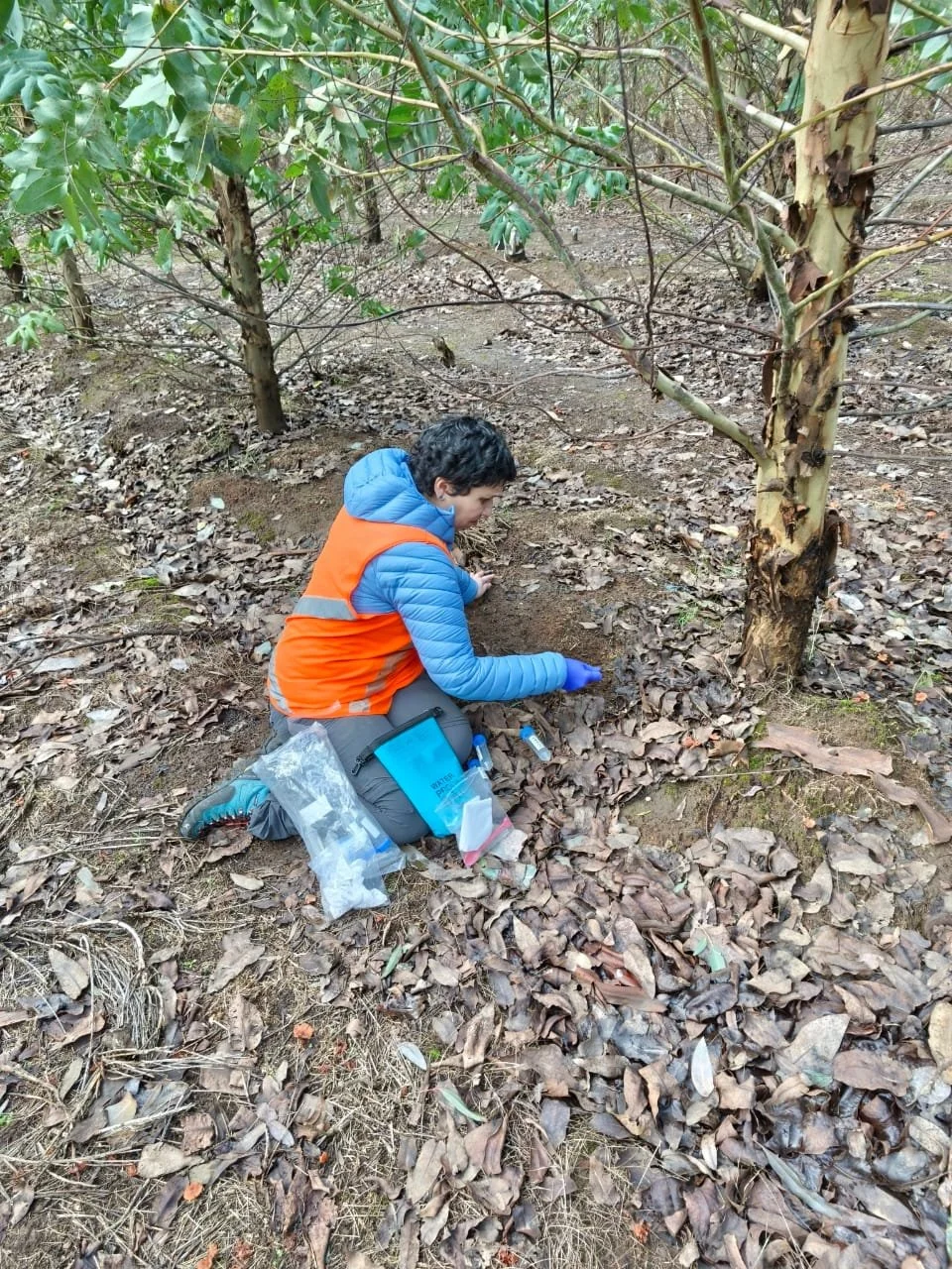 Dr. Carolina Merino collecting soil samples at the Rucamanqui EuCarbHydro site