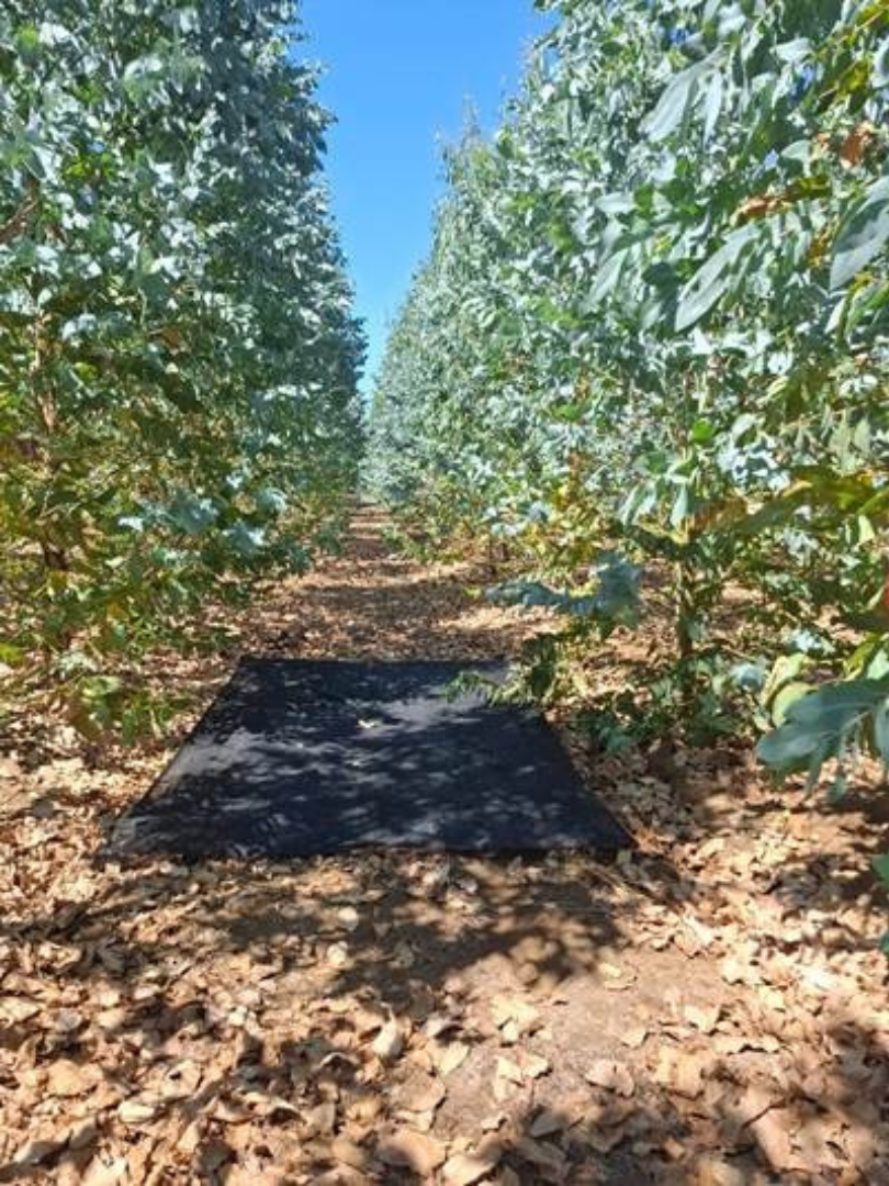 2 X 3 m branch traps for monthly sampling were installed in the EucarbHydro eucalyptus x initial planting study at Rucamanqui site.