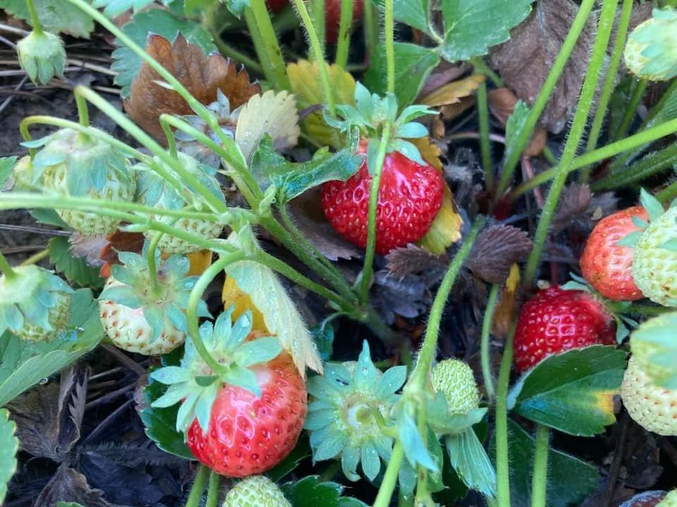 Fordyce Farm Inc. Family Owned & Operated UPick Fruits