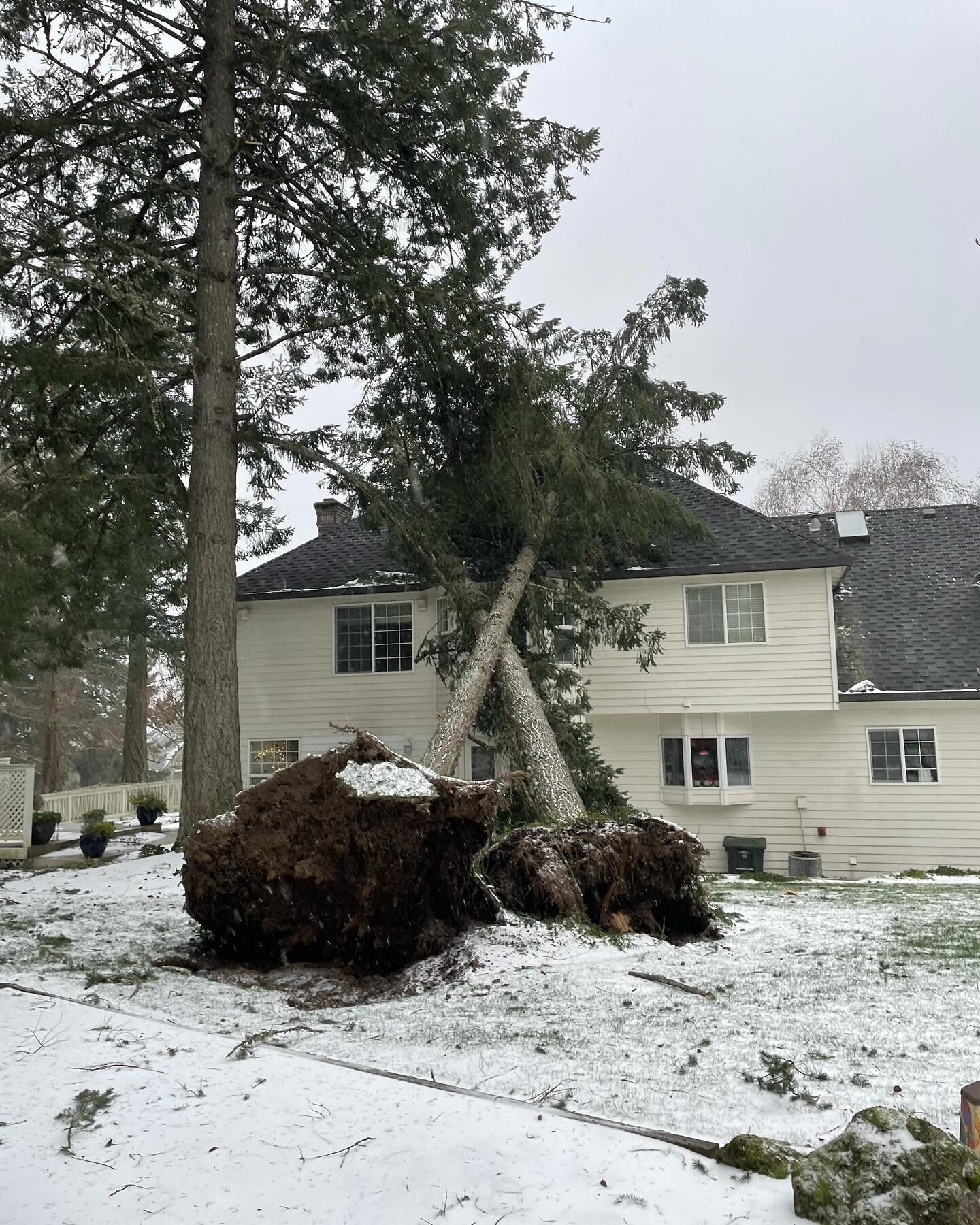 These are a few of the downed trees from the wind storm on Saturday, 1/13/24, in BEAVERTON. If you need a bid for tree removal, give us a call! We are doing emergency bids on a first come first serve basis as well and scheduling the work. 
Contact in