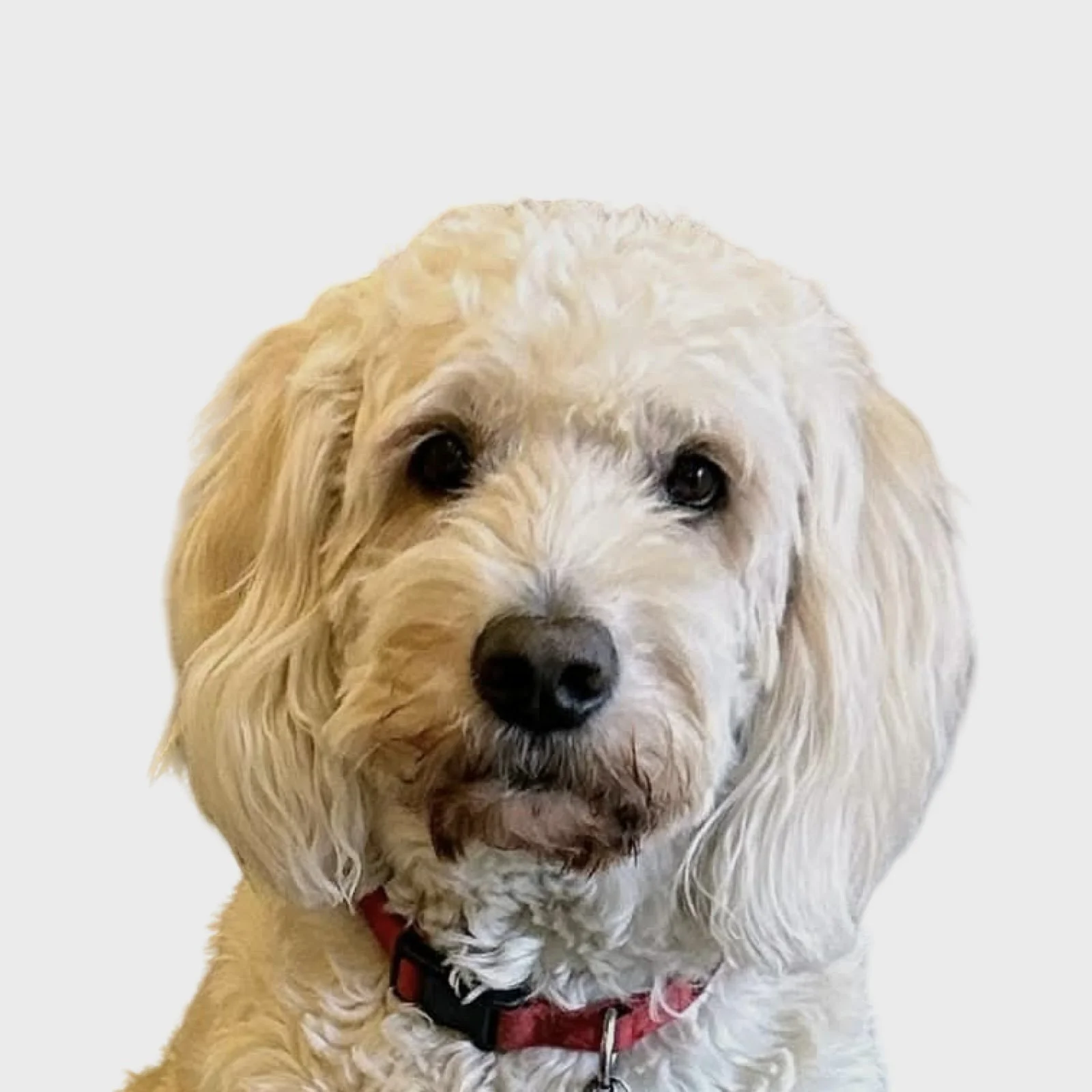 Bailey_White.jpg