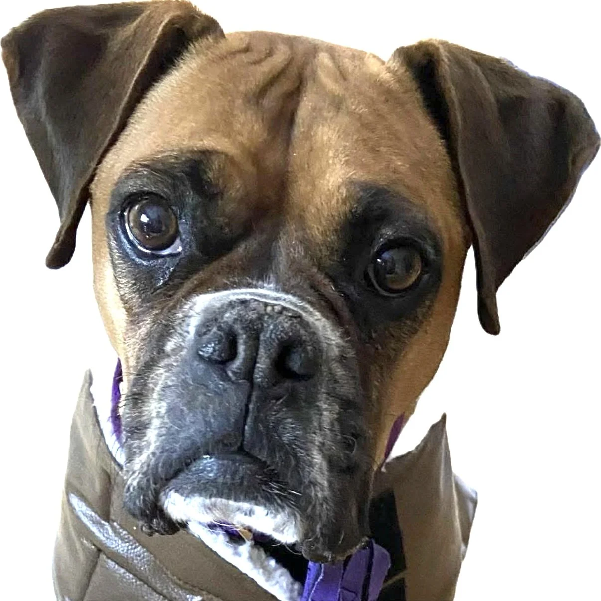 Gizmo_White.jpg