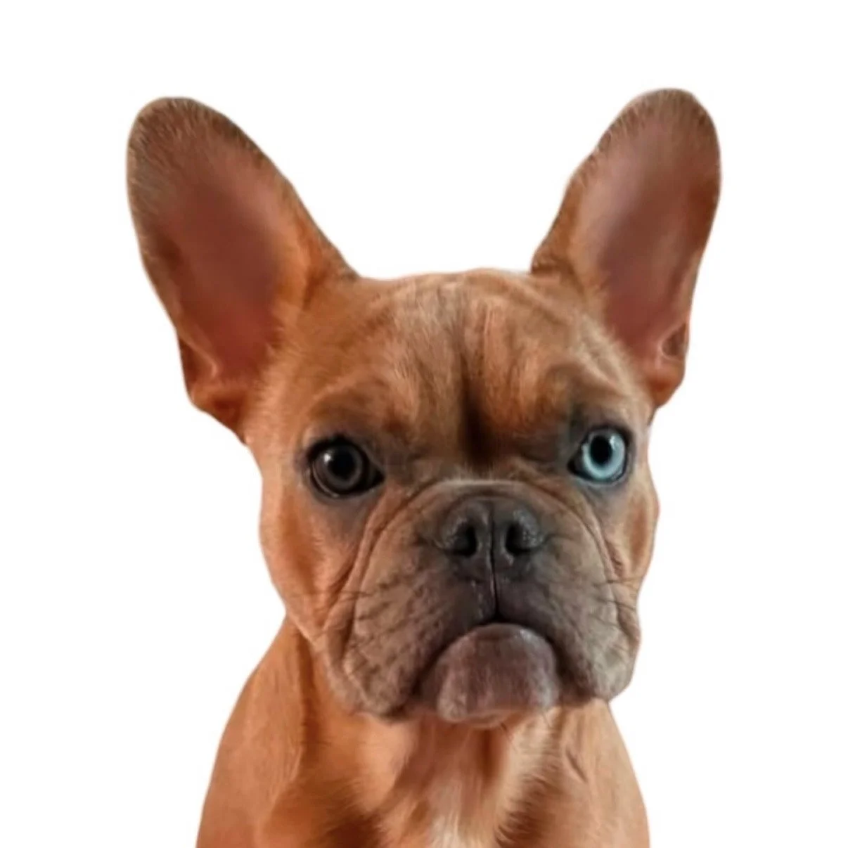 Frenchie_White.jpg