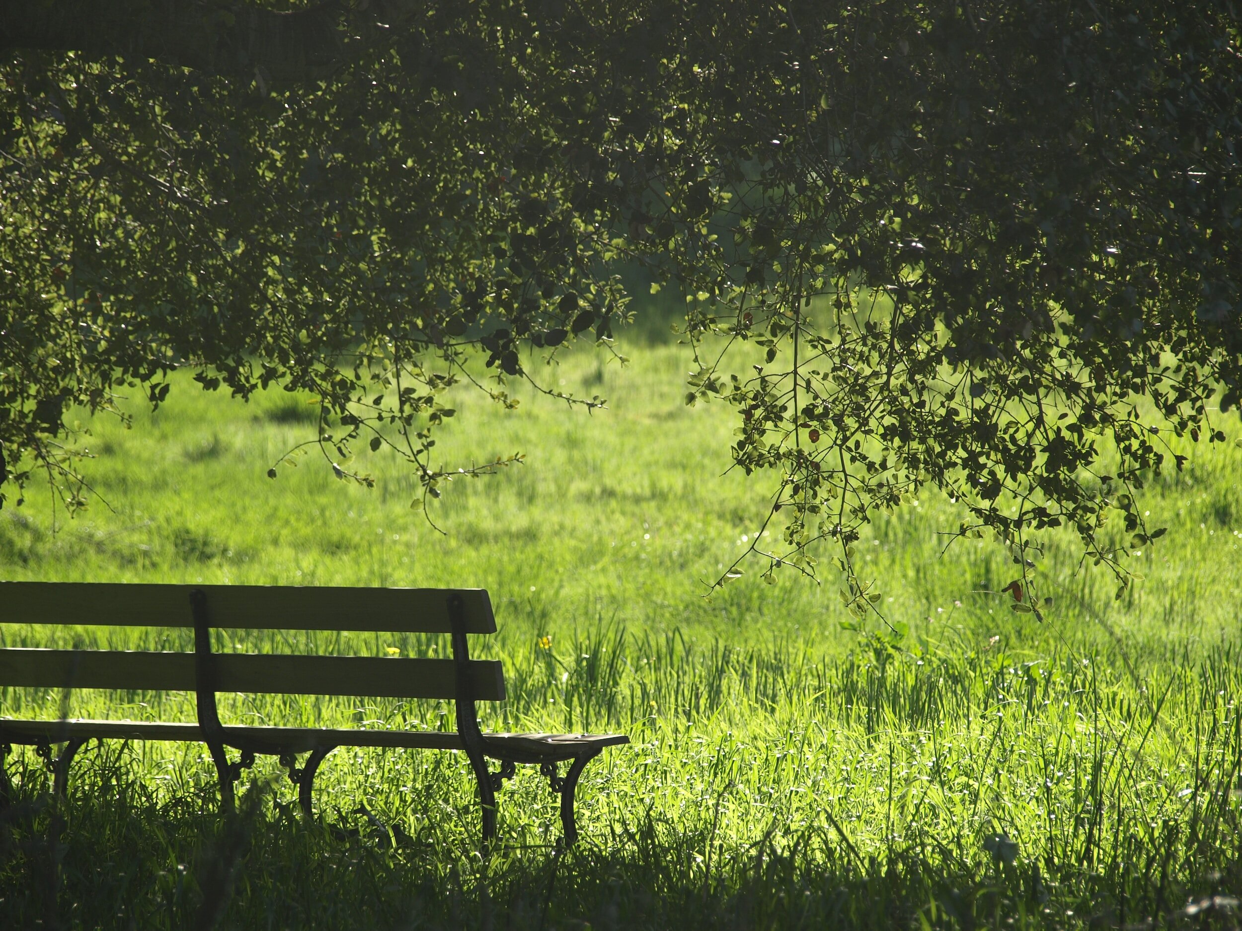 Finding Rest in the Psalms