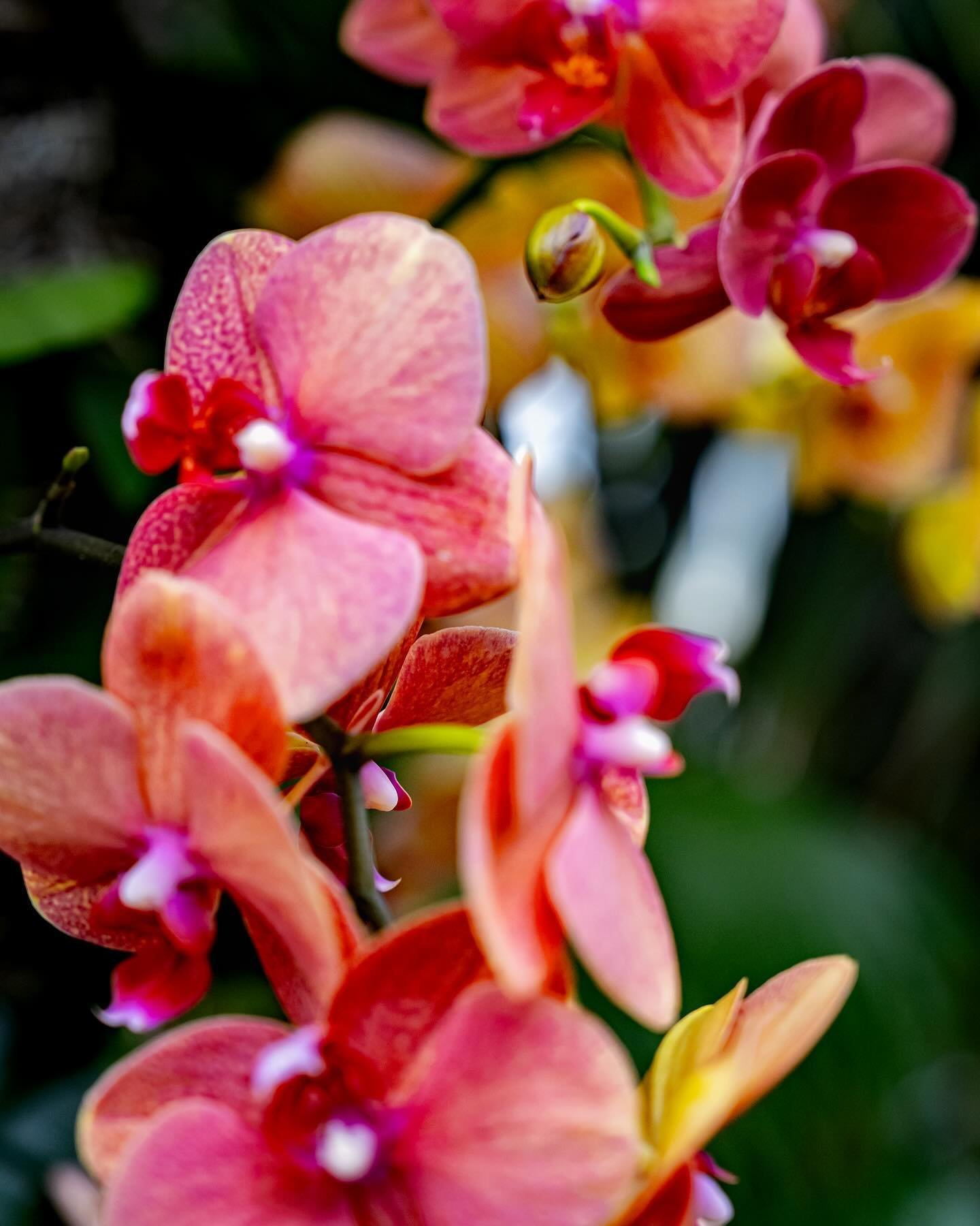 My favorite spring activity, enjoying all of the flowers 💐 @nybg 

#Orchidnybg #nybg #newyorkbotanicalgarden #orchidlover #orchidsofinstagram #orchidflower #orchidworld #orquidea #botanicalgardens