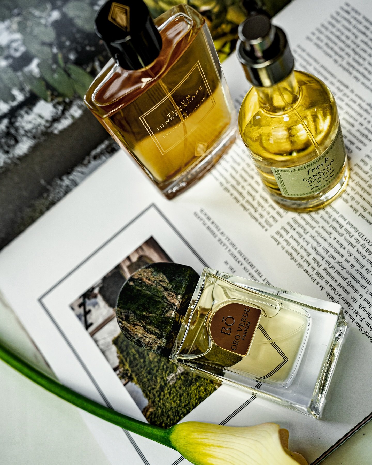 Scent-trailing into summer with a high-vibe trio that&rsquo;s equal parts jungle mystique and skin-hugging sensuality 🌿 Tulum Junglescape by @simone_andreoli_official Oro Verde by @houseofbo.co and Cannabis Santal by @freshbeauty layered for the ear