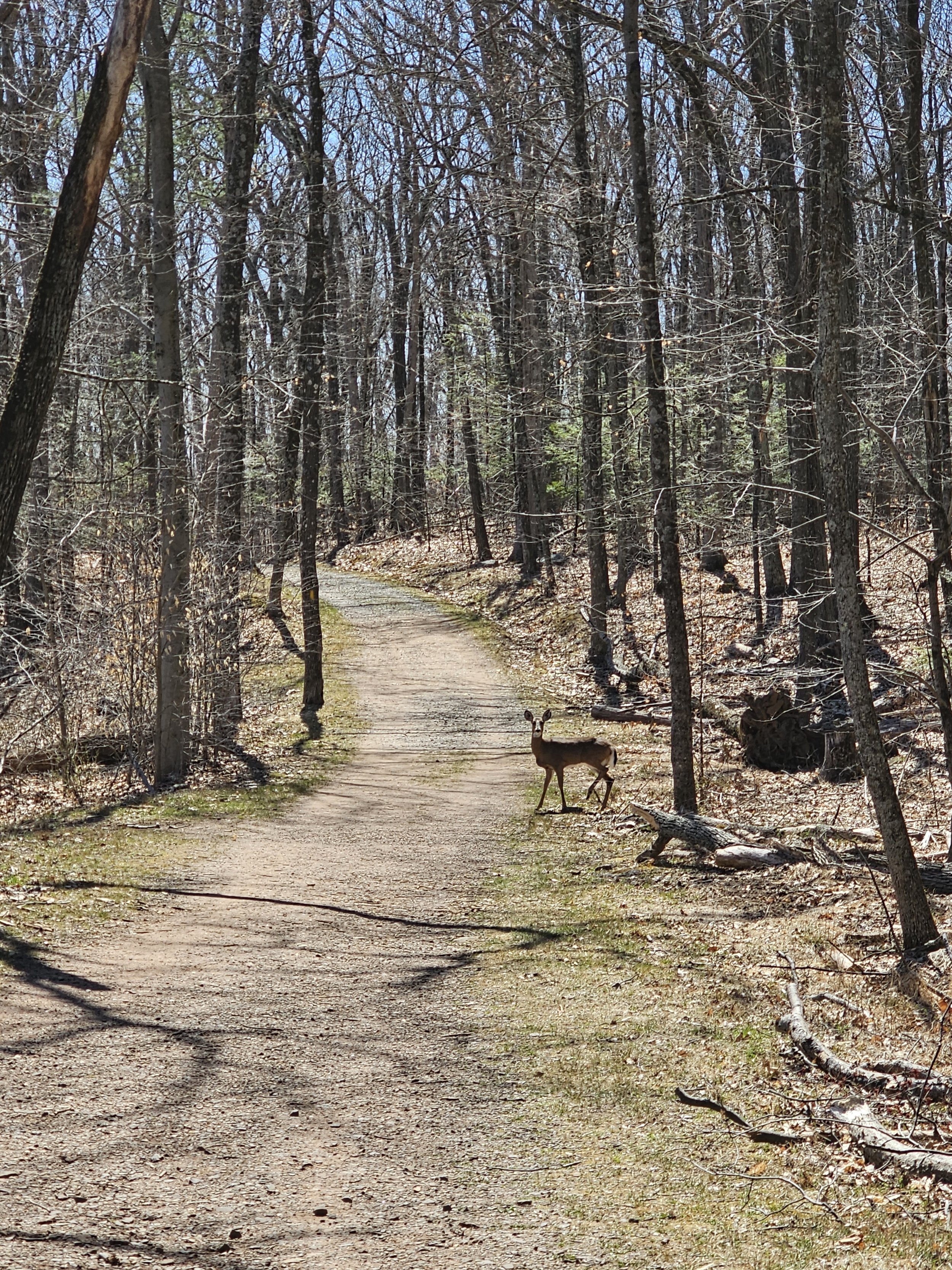 Deer in wild 15 00 201.jpg