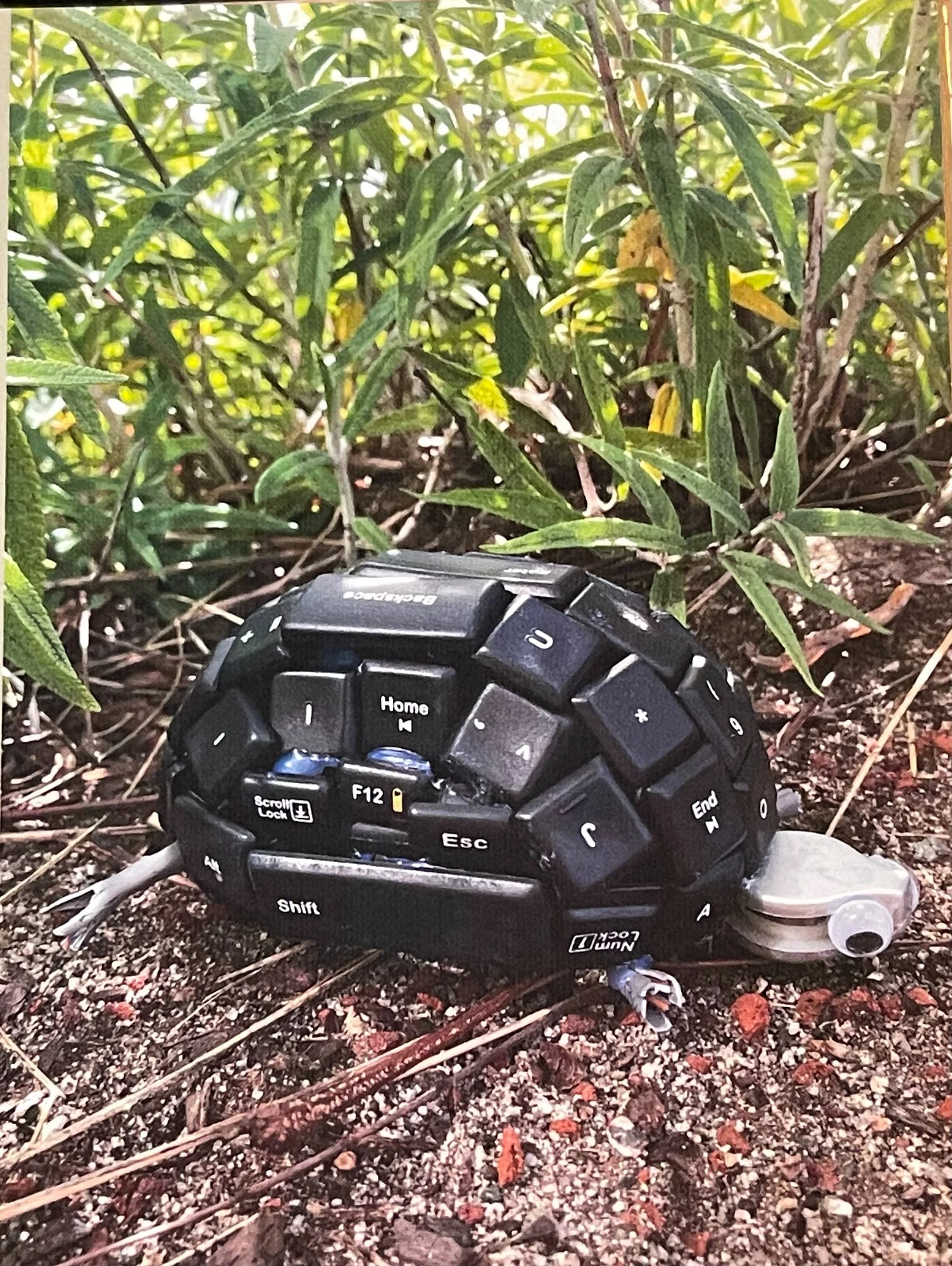 Keyboard Turtle.jpg