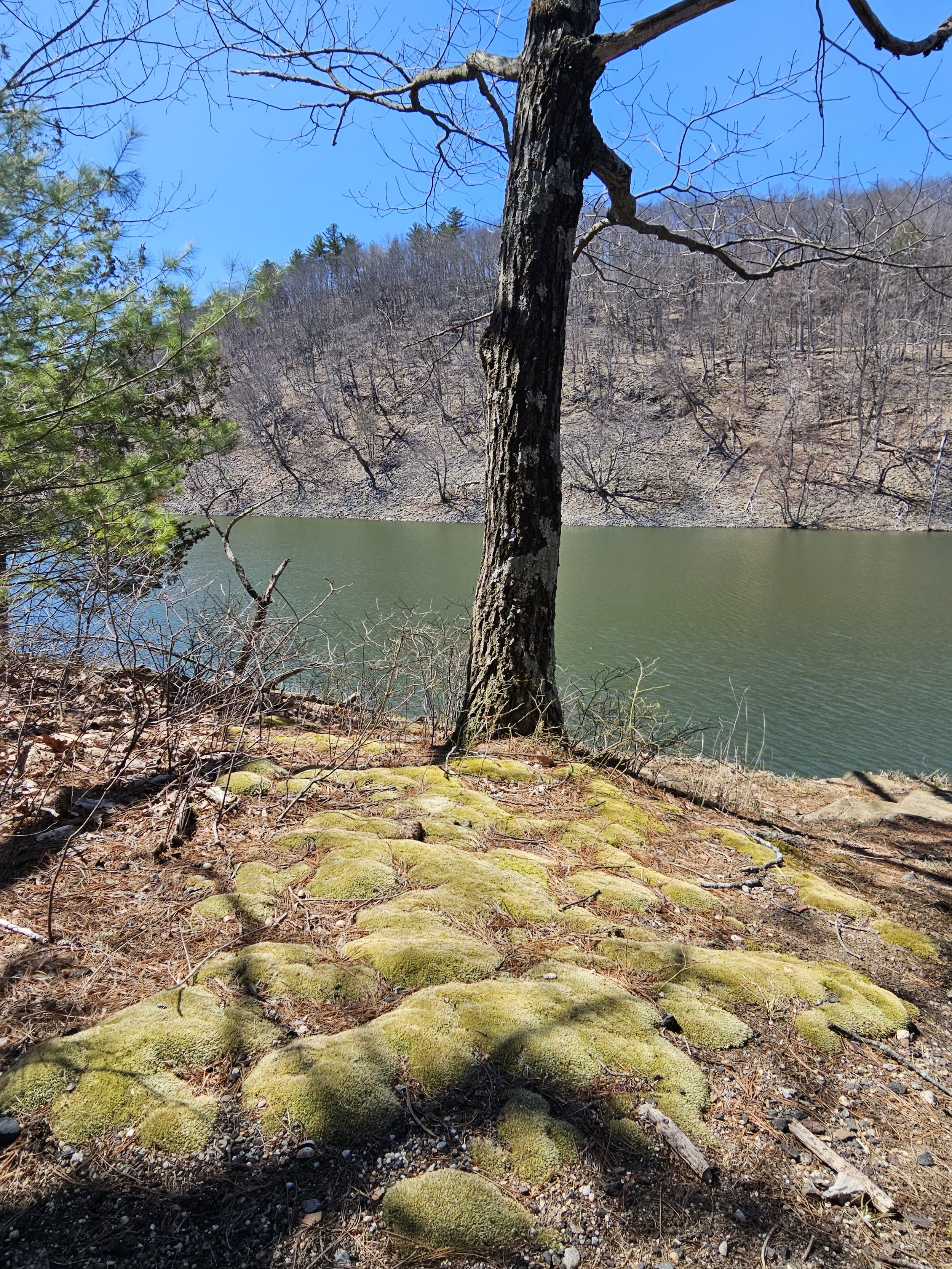 Moss tree by lake 15 00 201.jpg