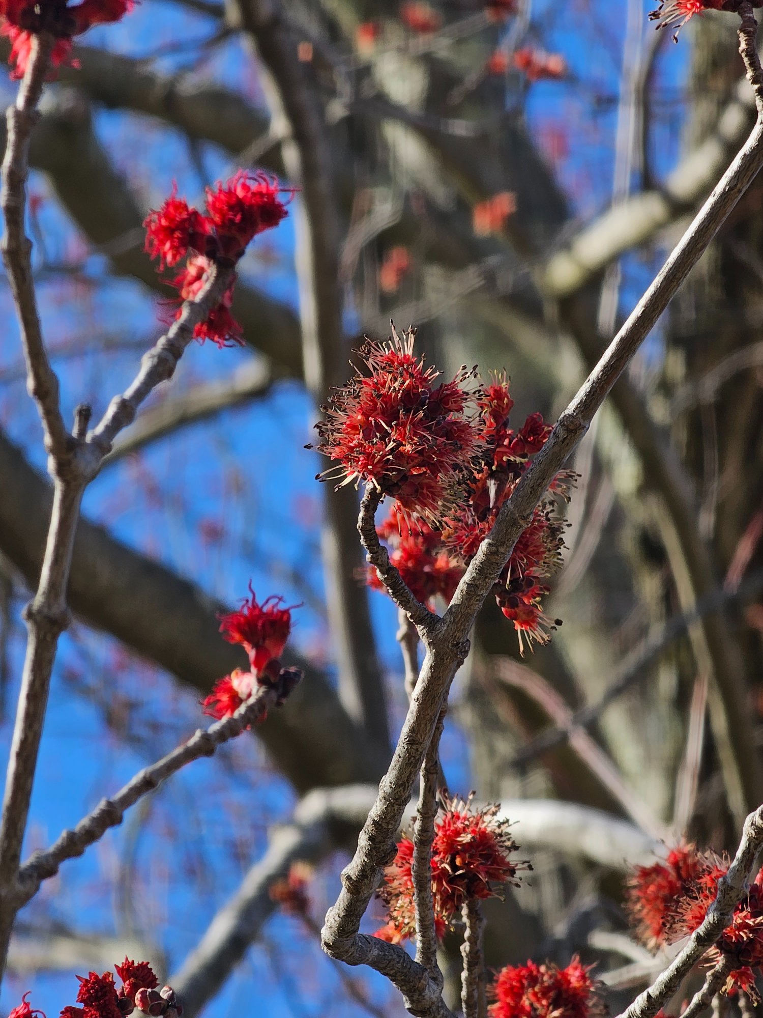 oak tree red bud in spring 15 00 201.jpg