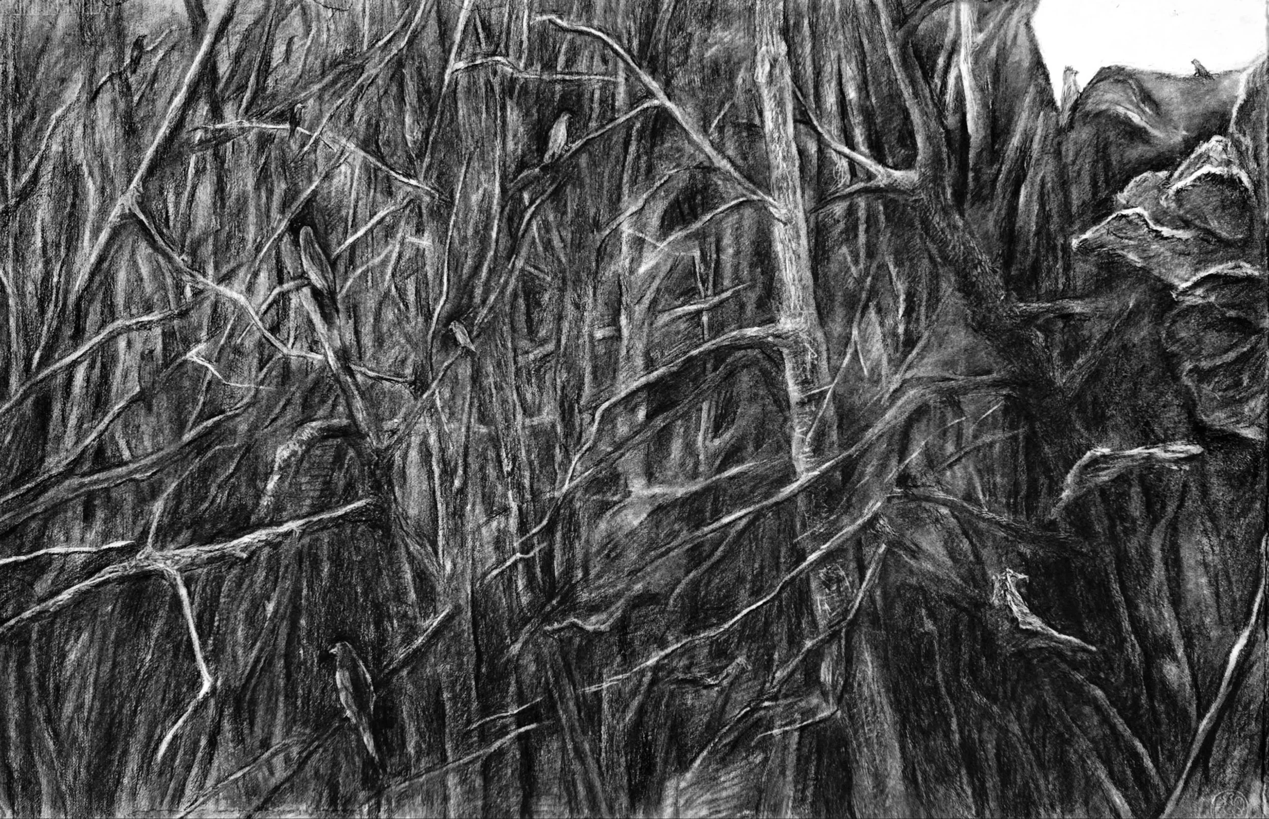 Where branches remember