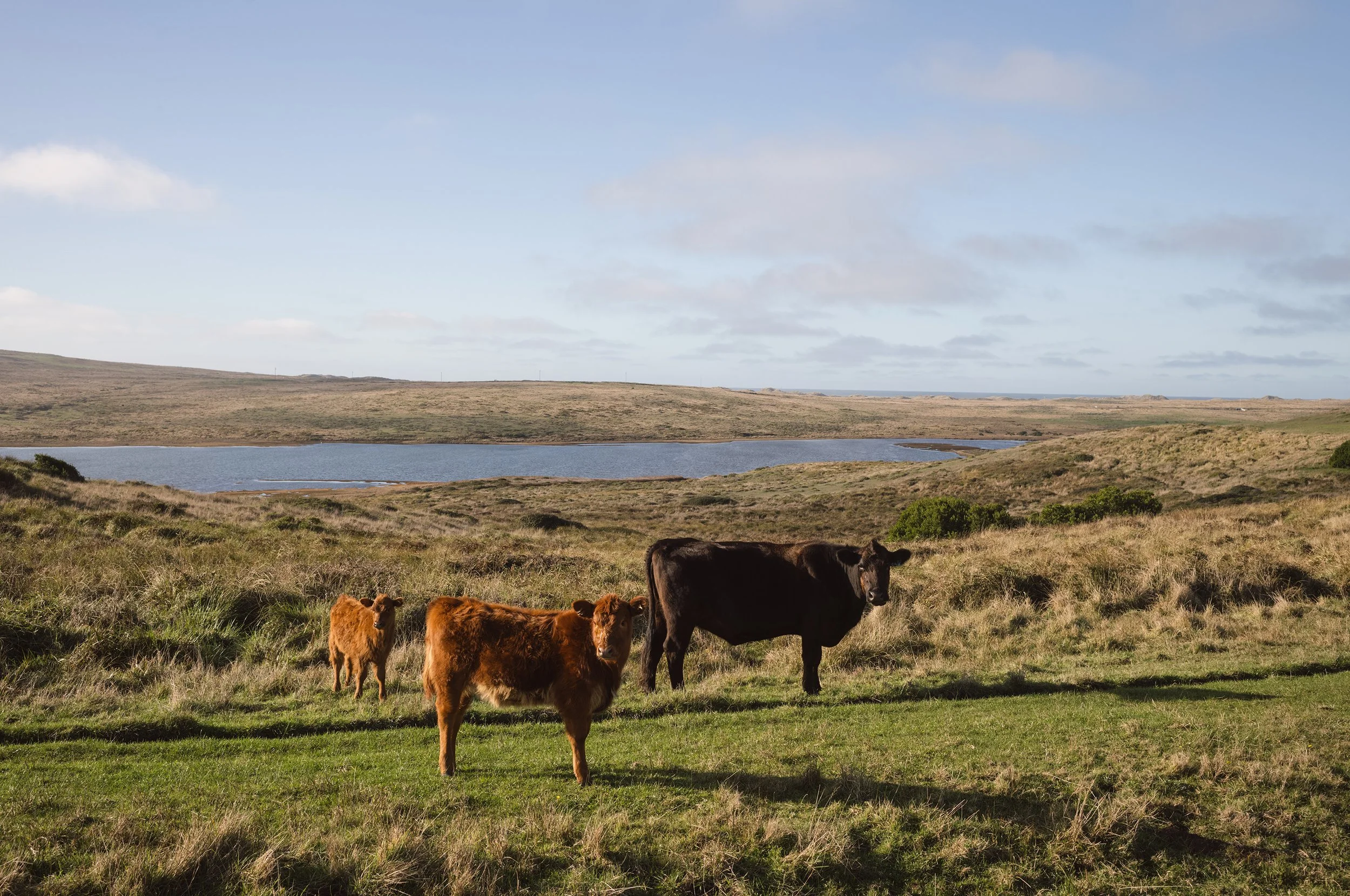 bull point trailhead | point reyes — crystal lynn collins