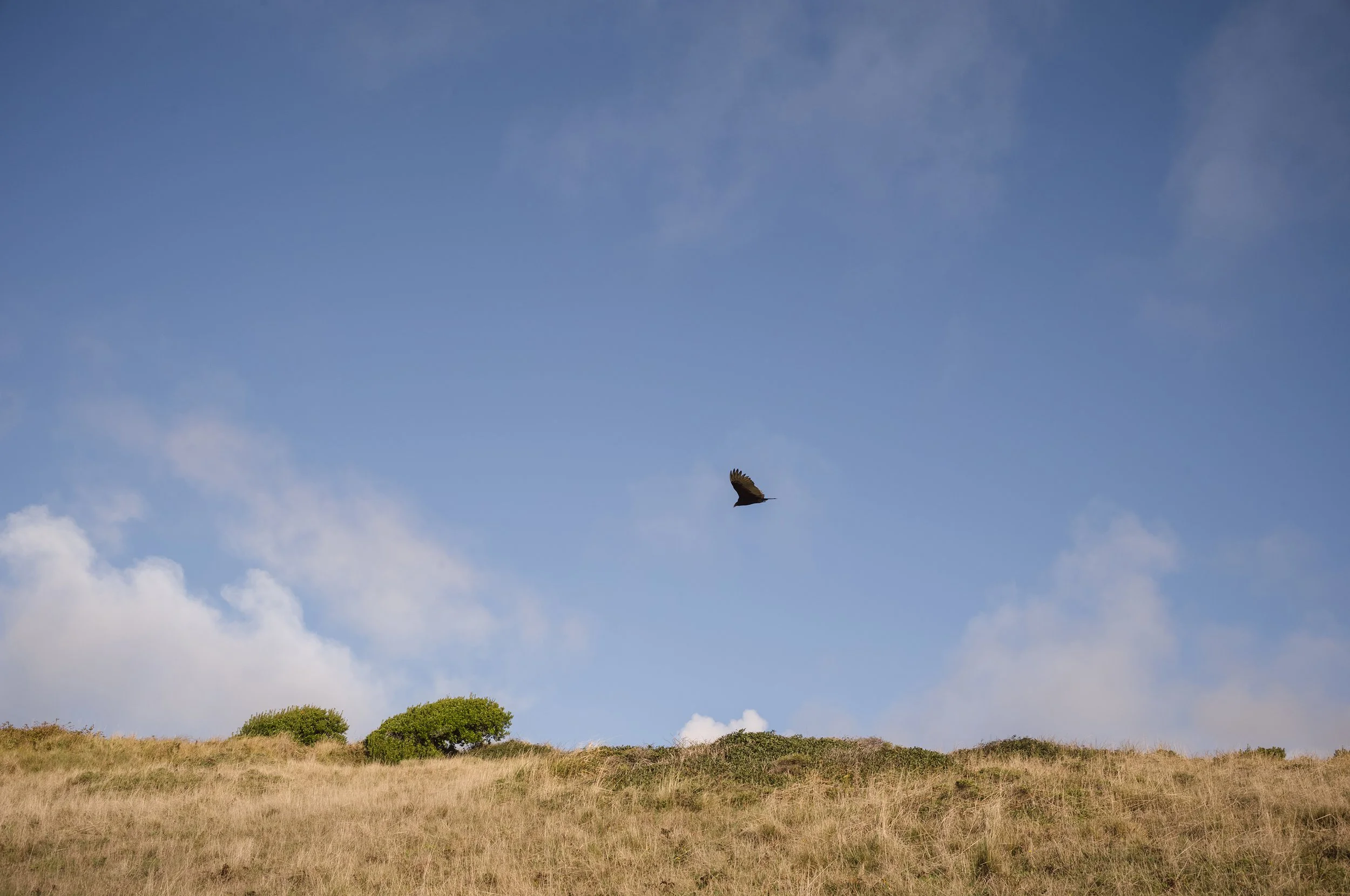 bull point trailhead | point reyes — crystal lynn collins