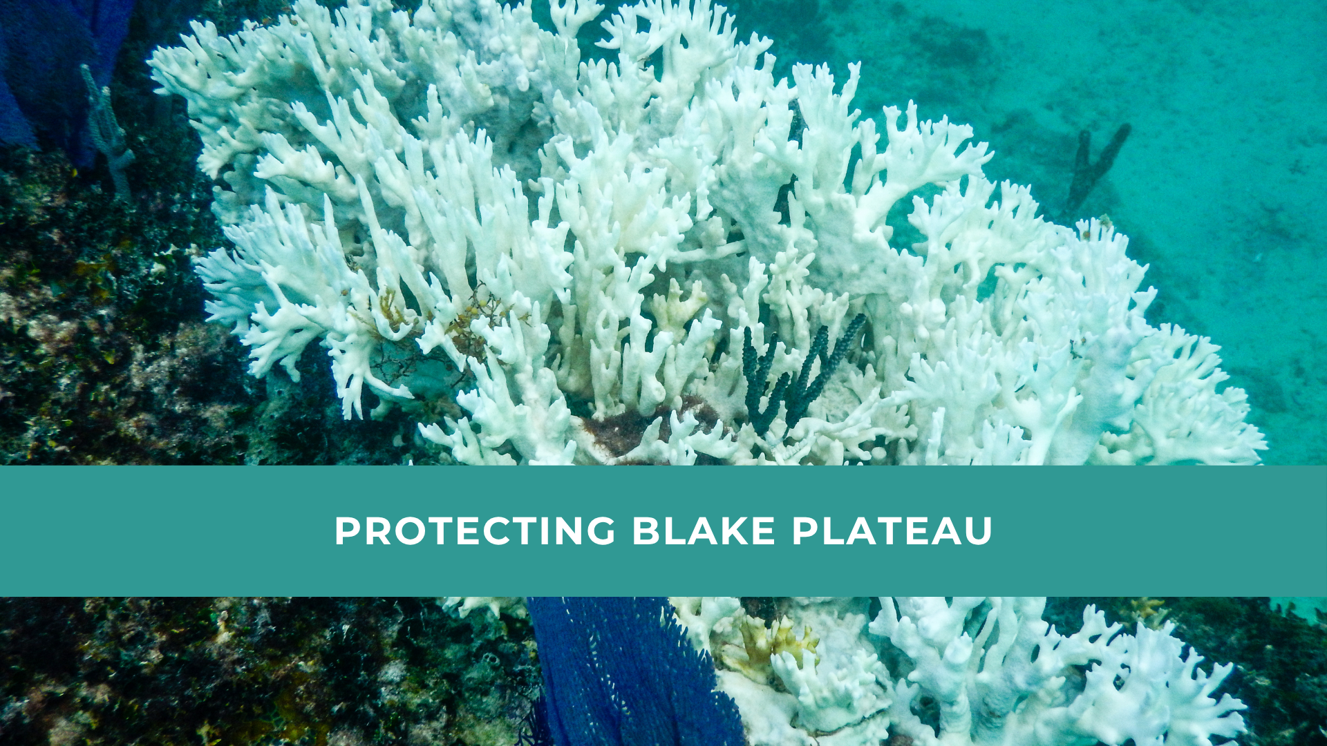 Protecting Blake Plateau